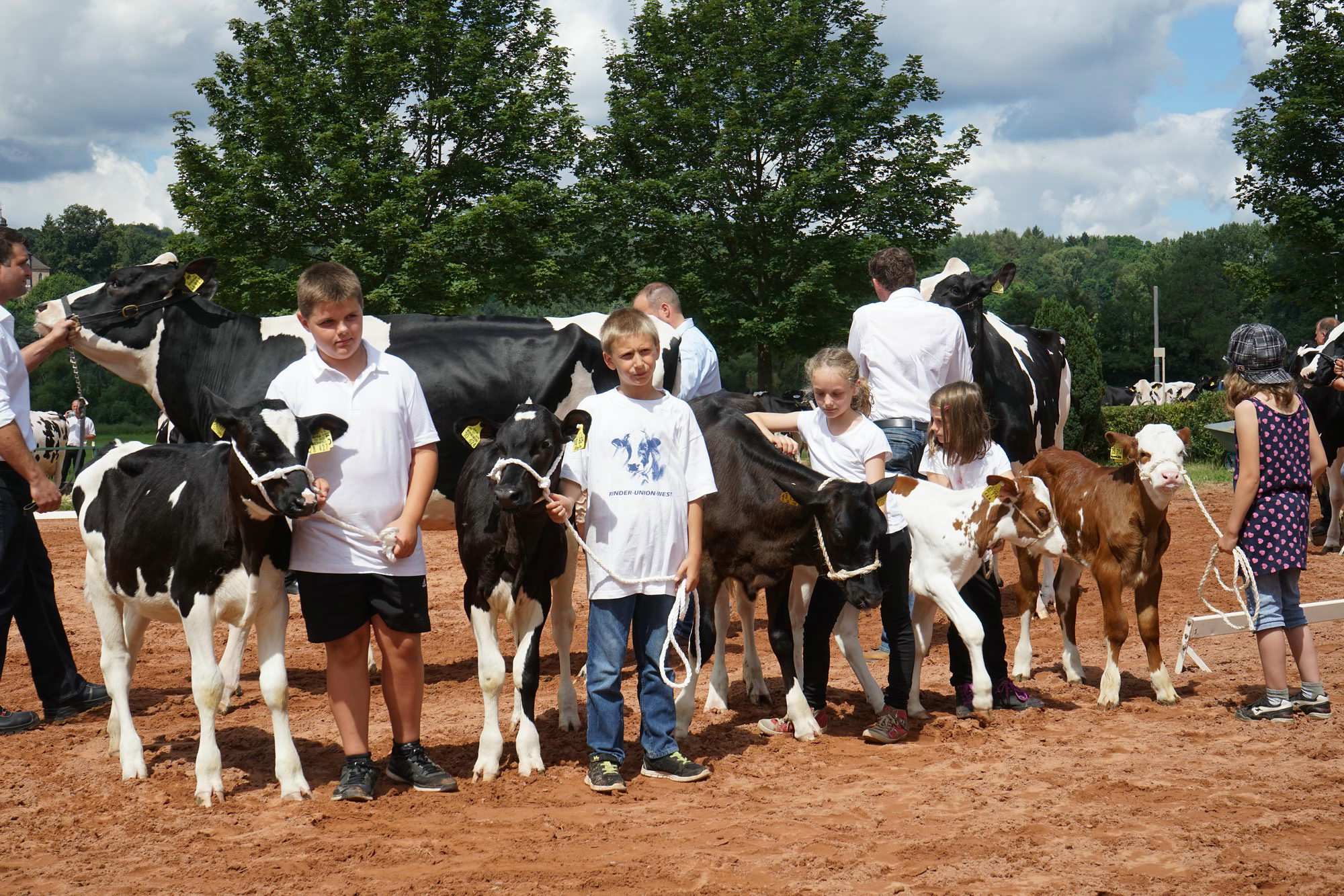2016 07 17 webenheim kuehe 187
