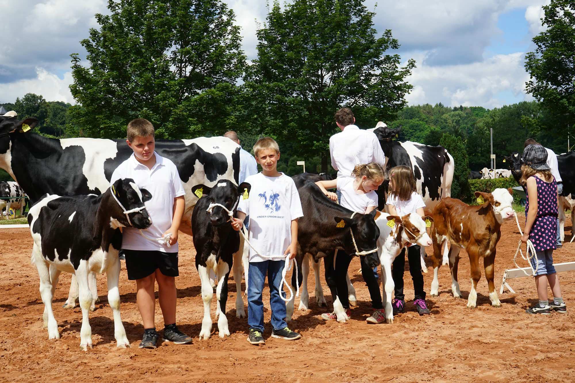 2016 07 17 webenheim kuehe 188