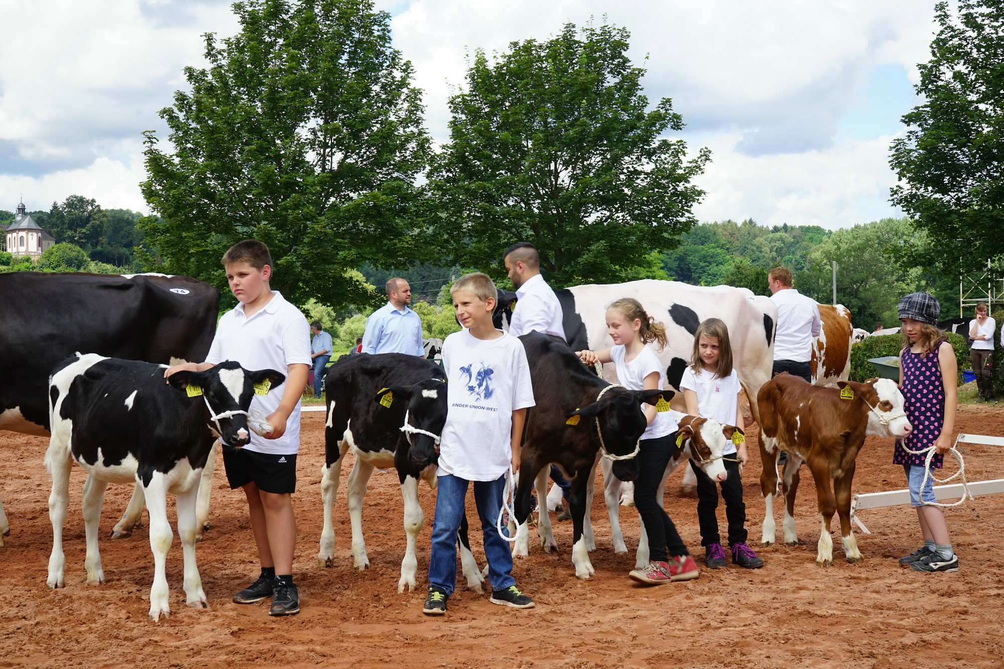 2016 07 17 webenheim kuehe 189