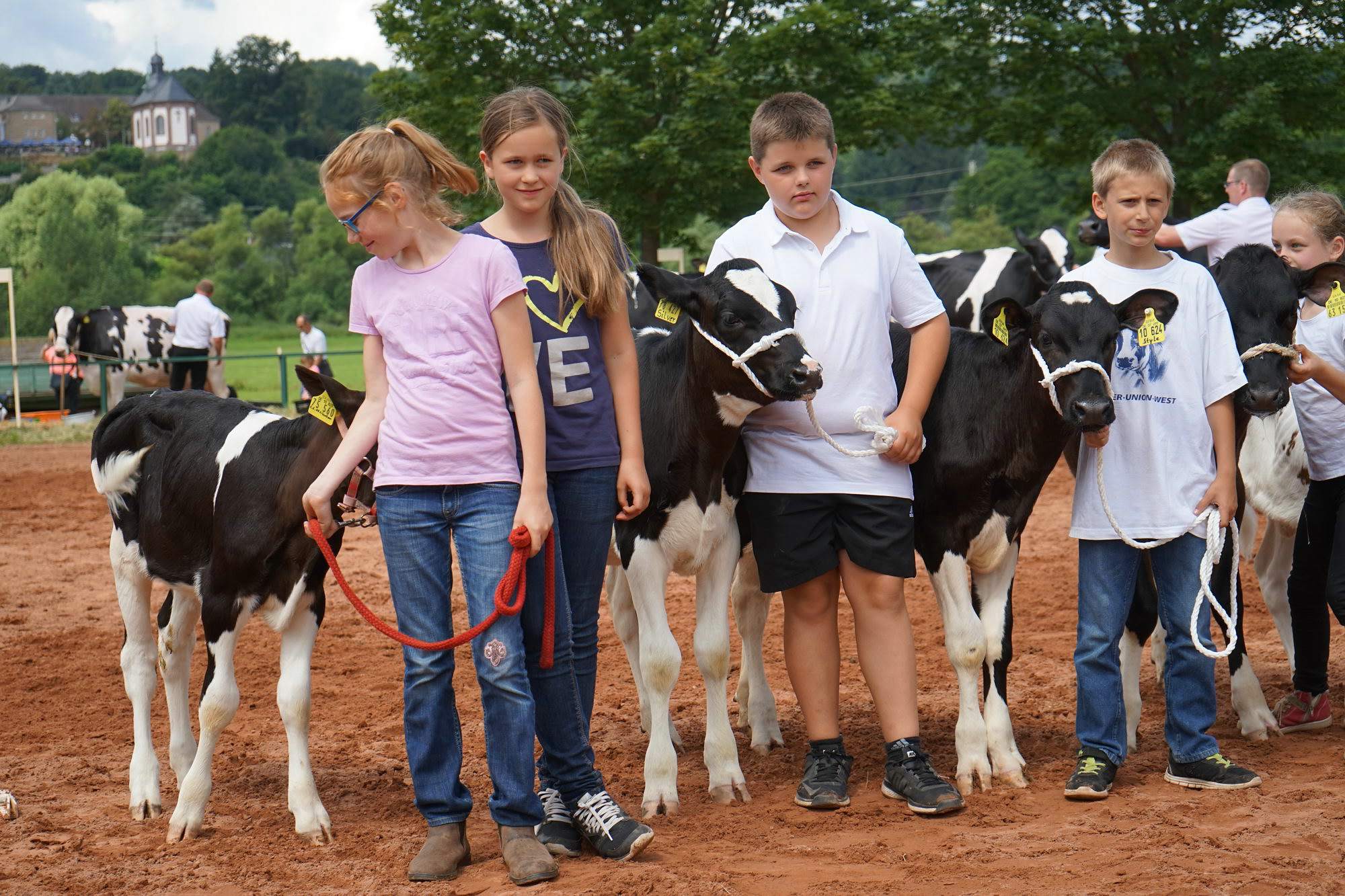 2016 07 17 webenheim kuehe 191