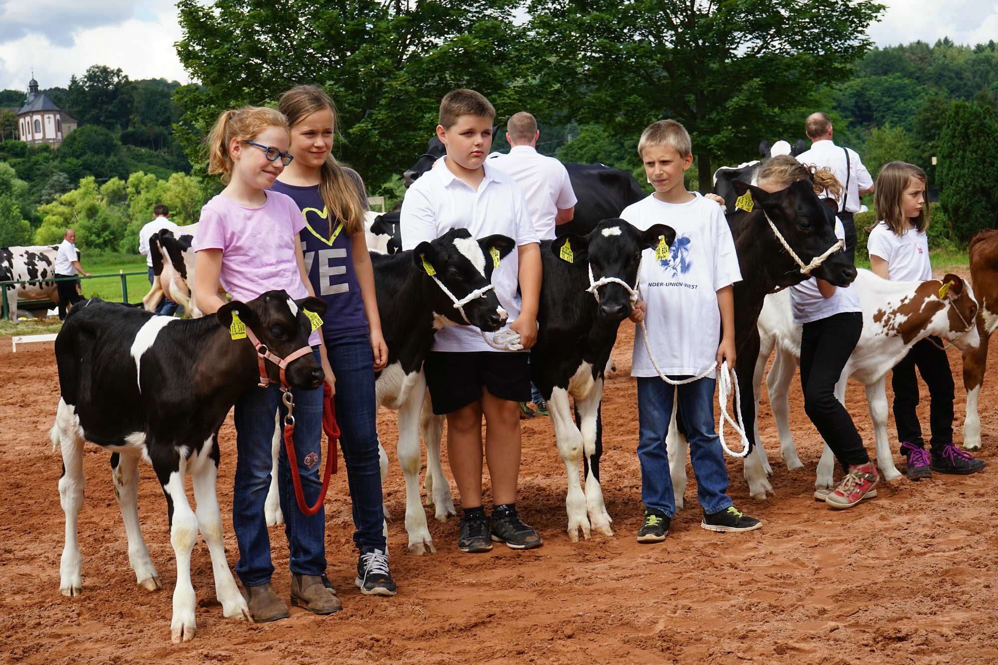 2016 07 17 webenheim kuehe 193