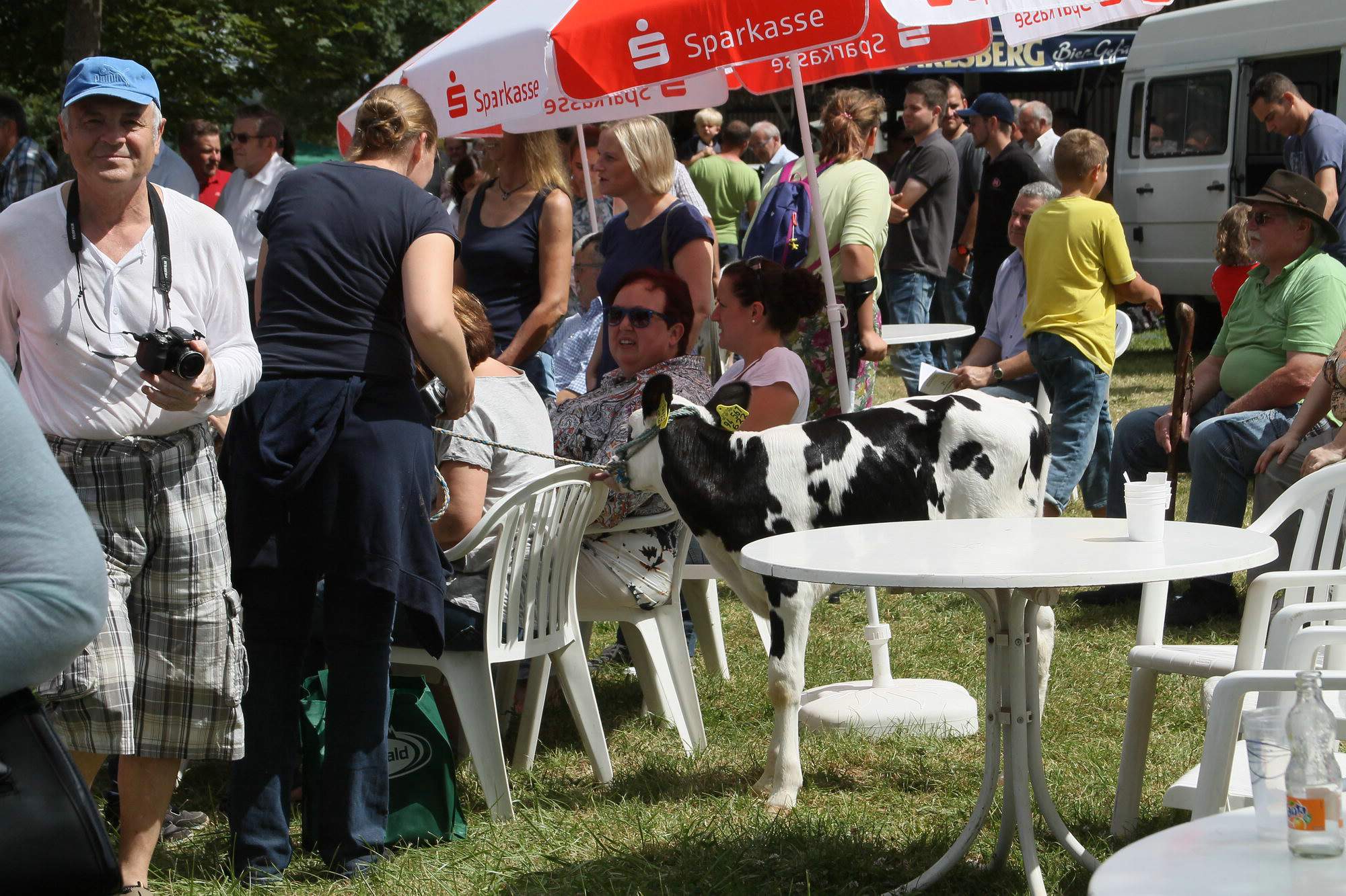 2016 07 17 webenheim kuehe 194