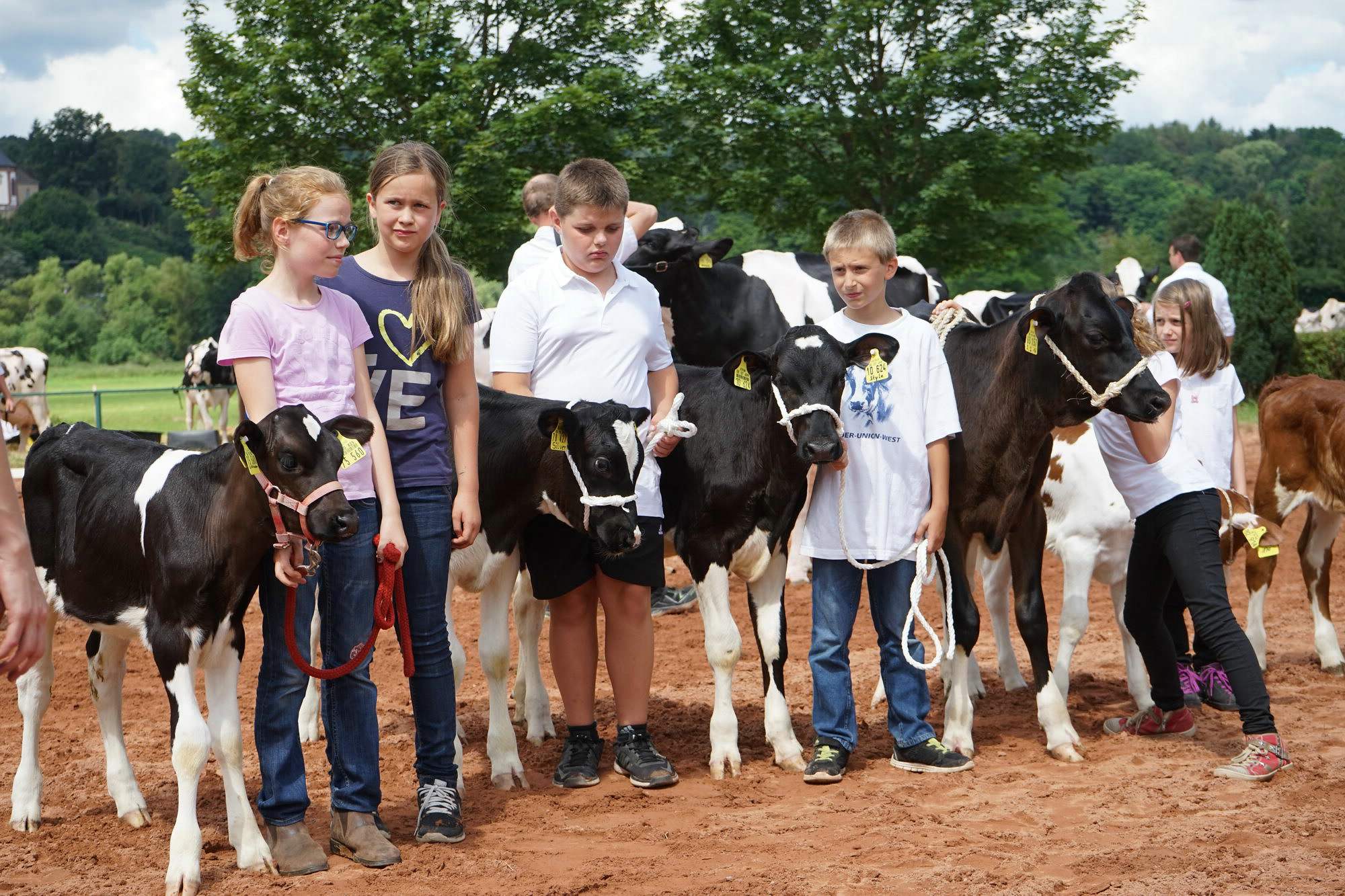 2016 07 17 webenheim kuehe 195