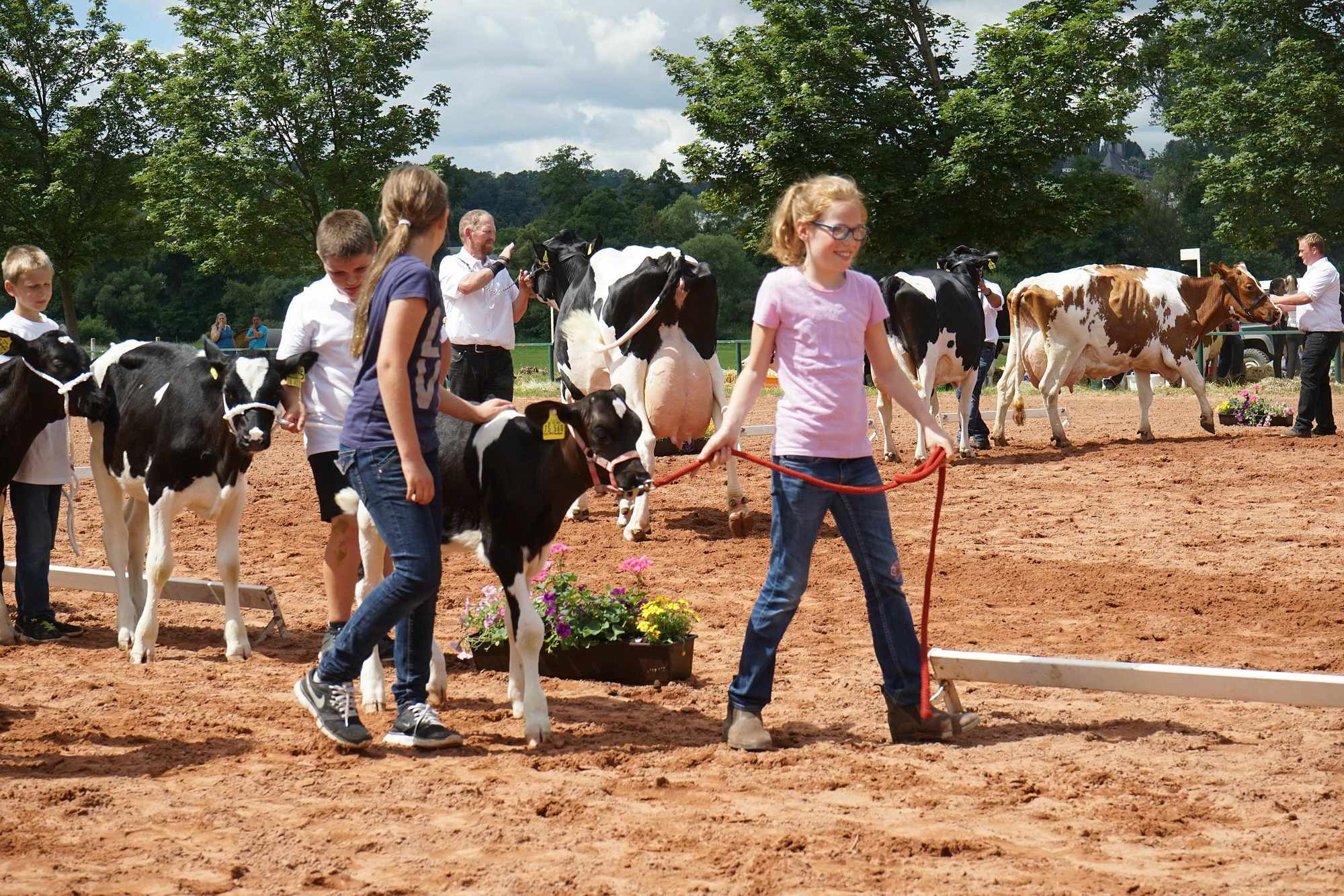2016 07 17 webenheim kuehe 196