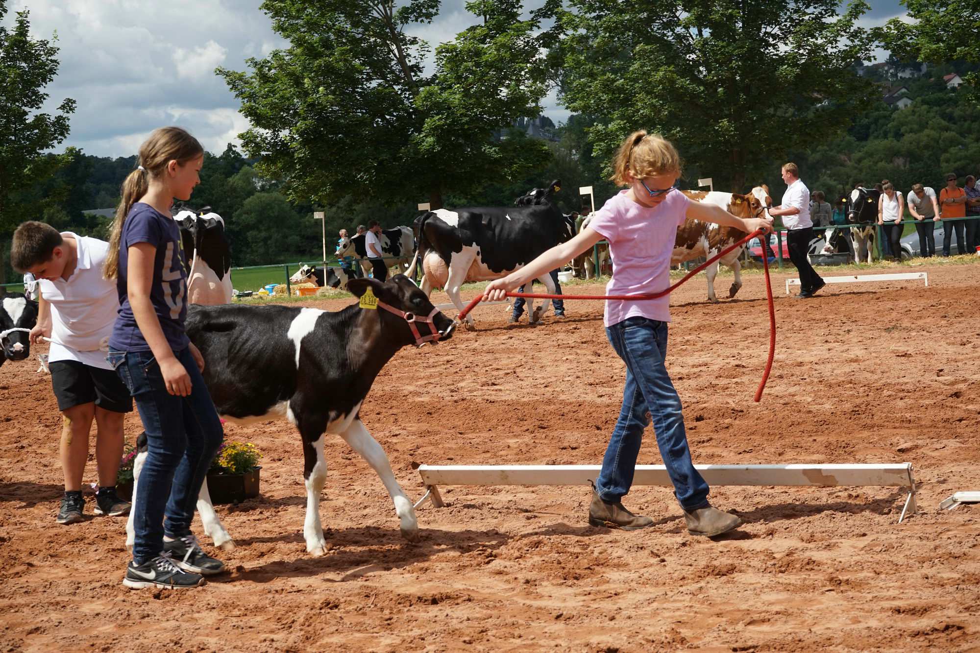 2016 07 17 webenheim kuehe 197