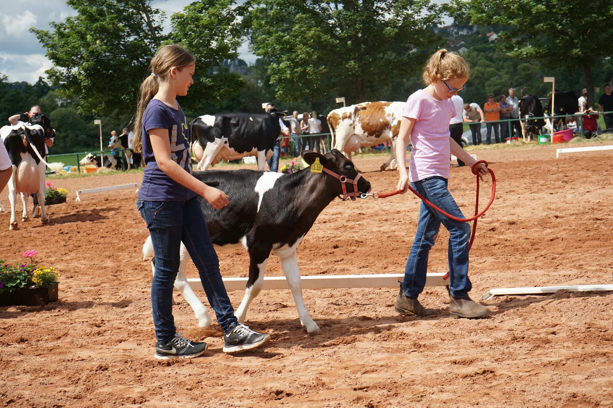 2016 07 17 webenheim kuehe 198