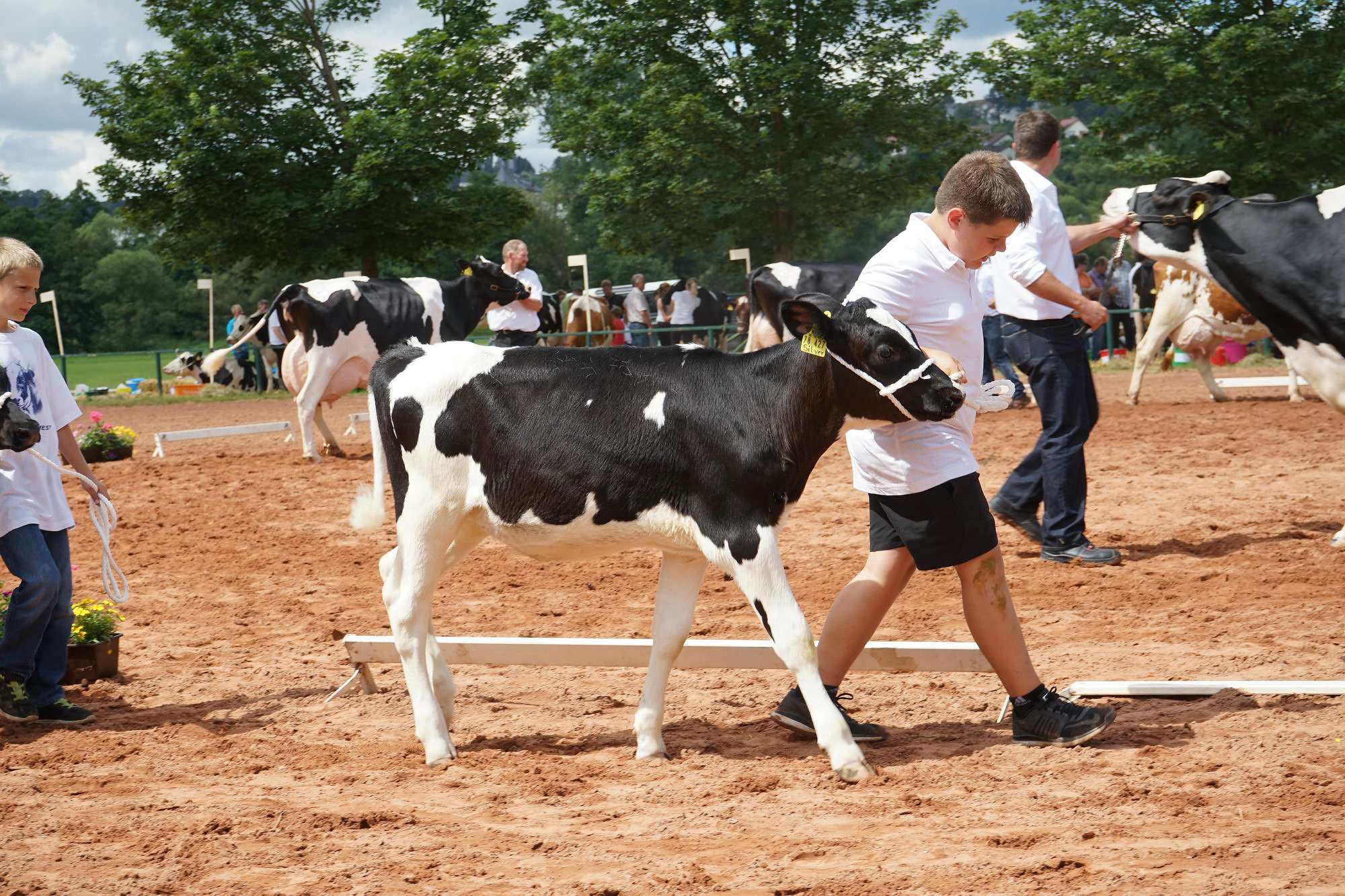 2016 07 17 webenheim kuehe 199