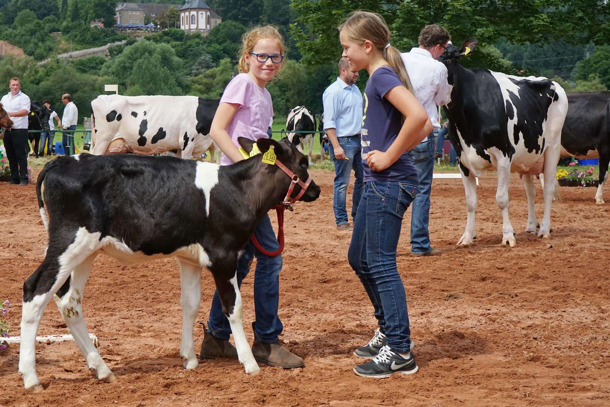 2016 07 17 webenheim kuehe 200