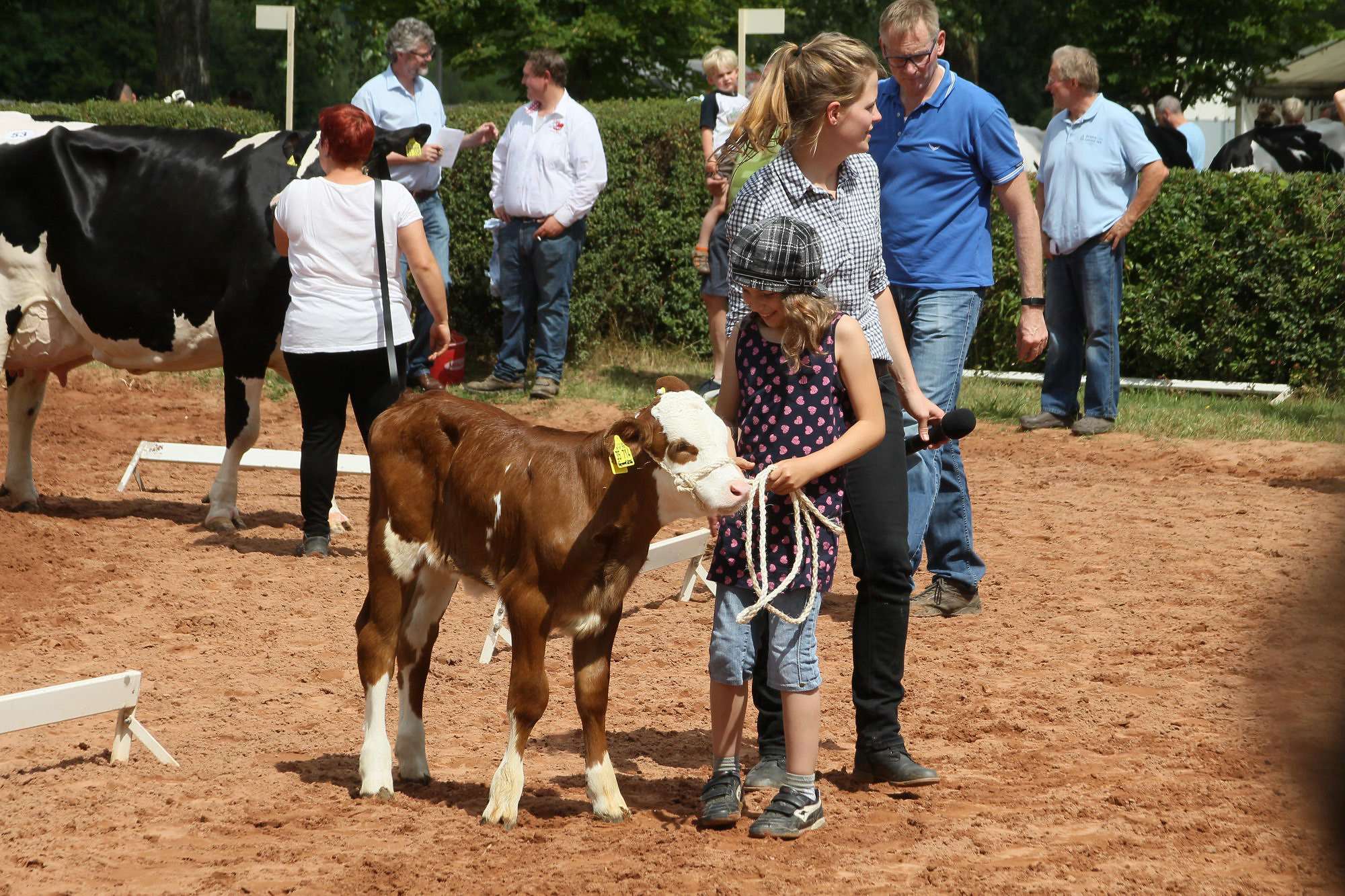 2016 07 17 webenheim kuehe 201