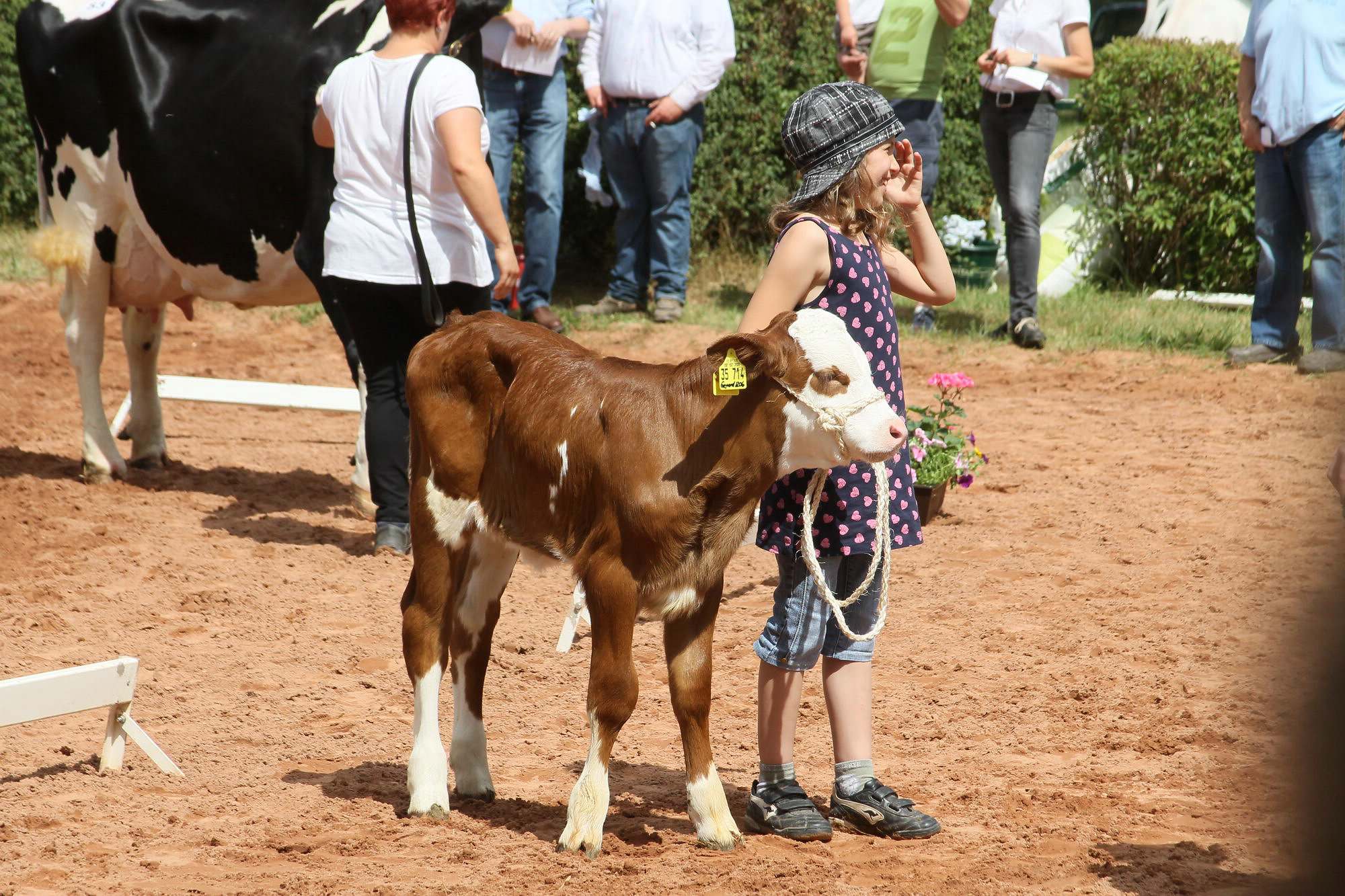 2016 07 17 webenheim kuehe 202