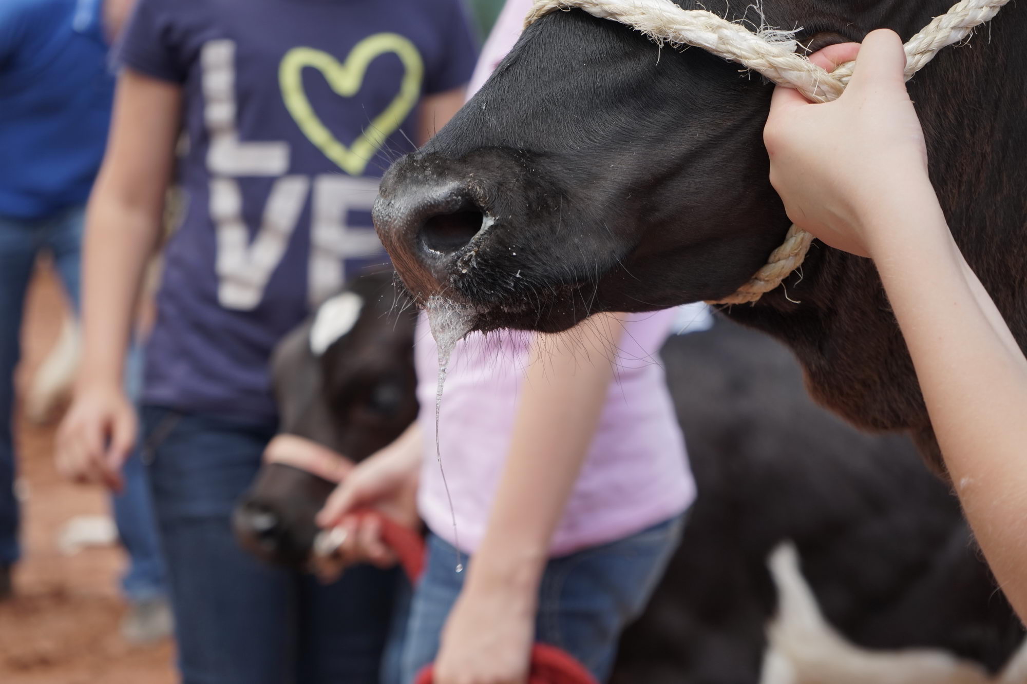 2016 07 17 webenheim kuehe 203
