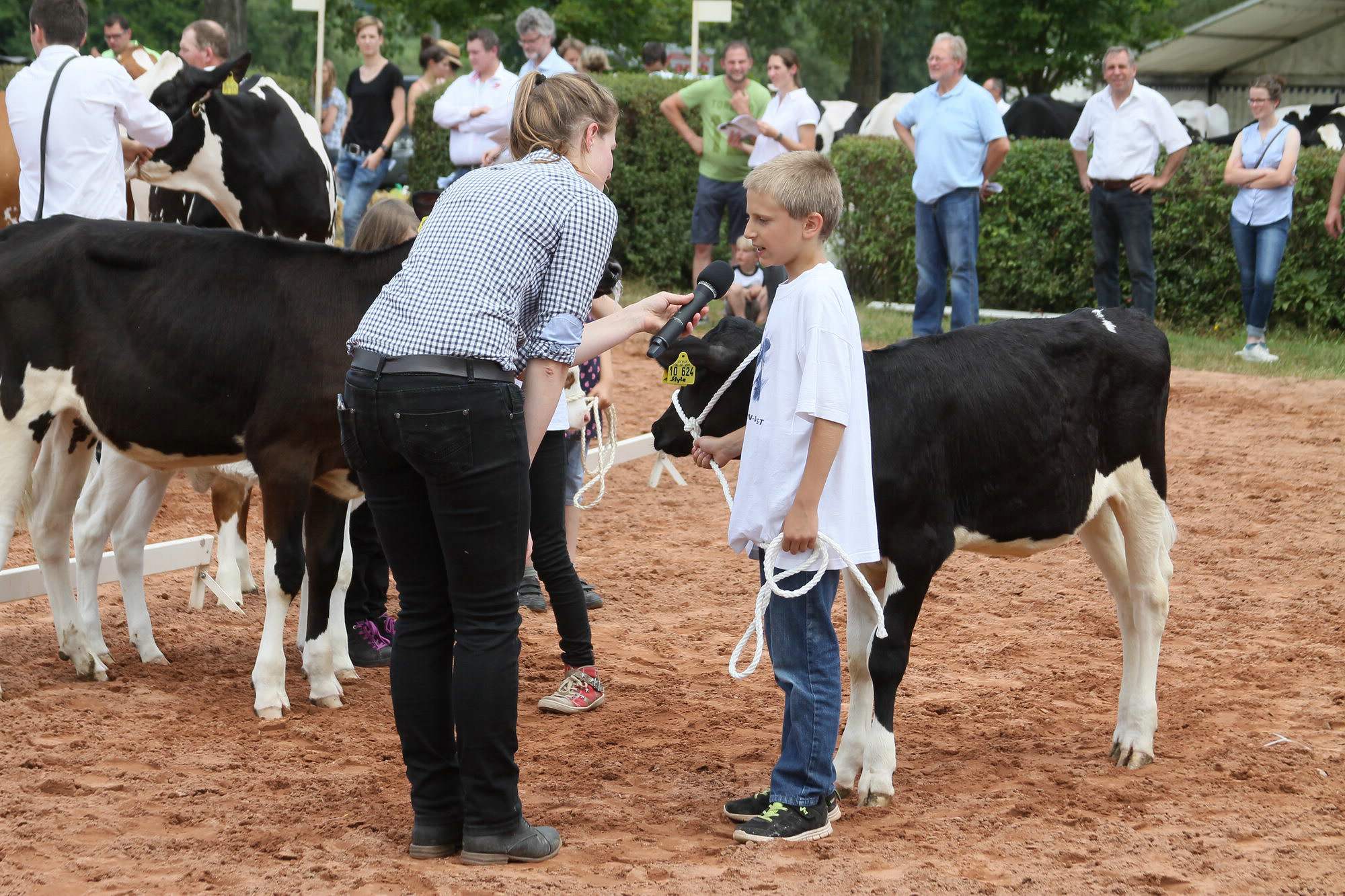2016 07 17 webenheim kuehe 204