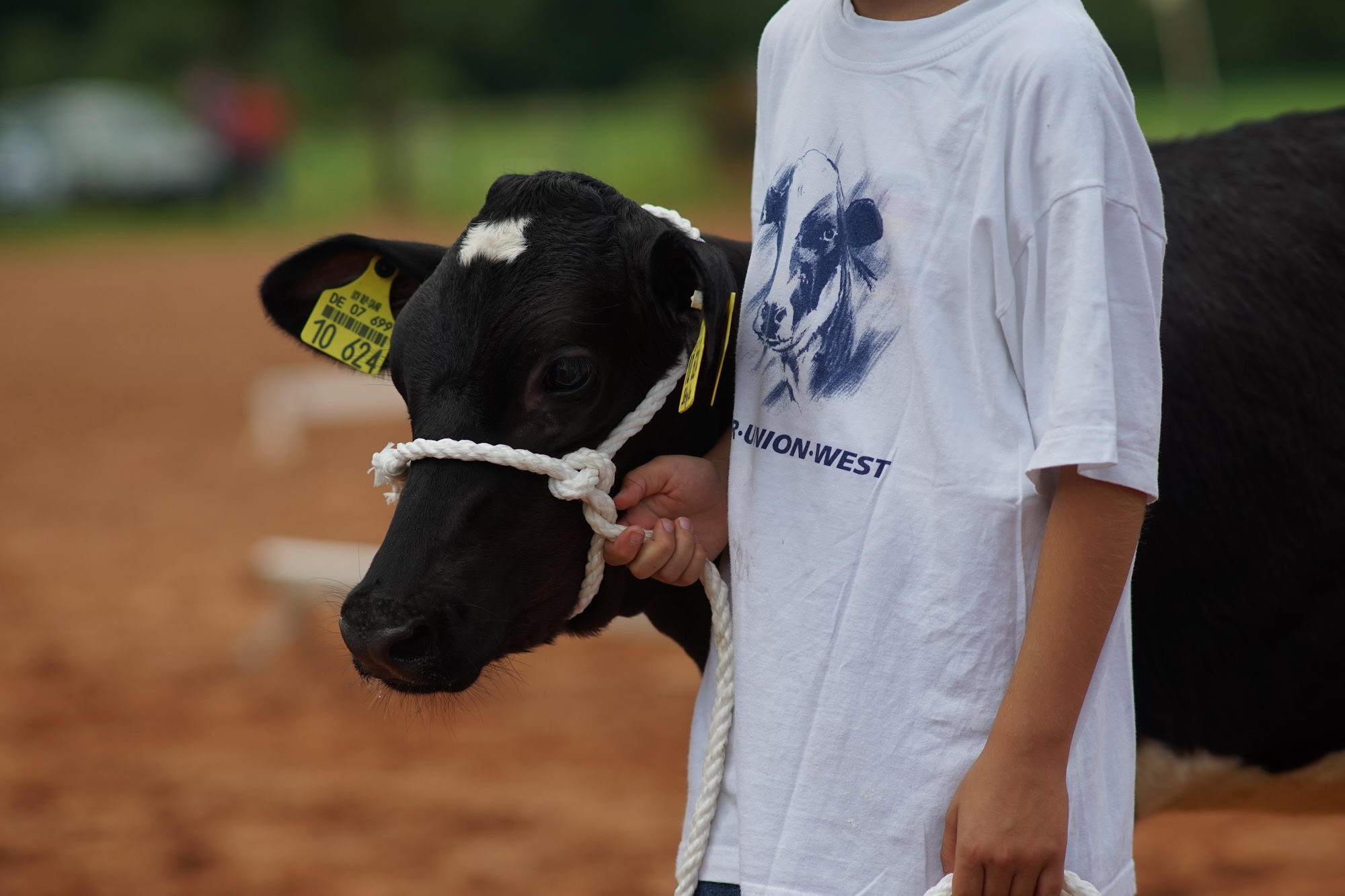 2016 07 17 webenheim kuehe 206