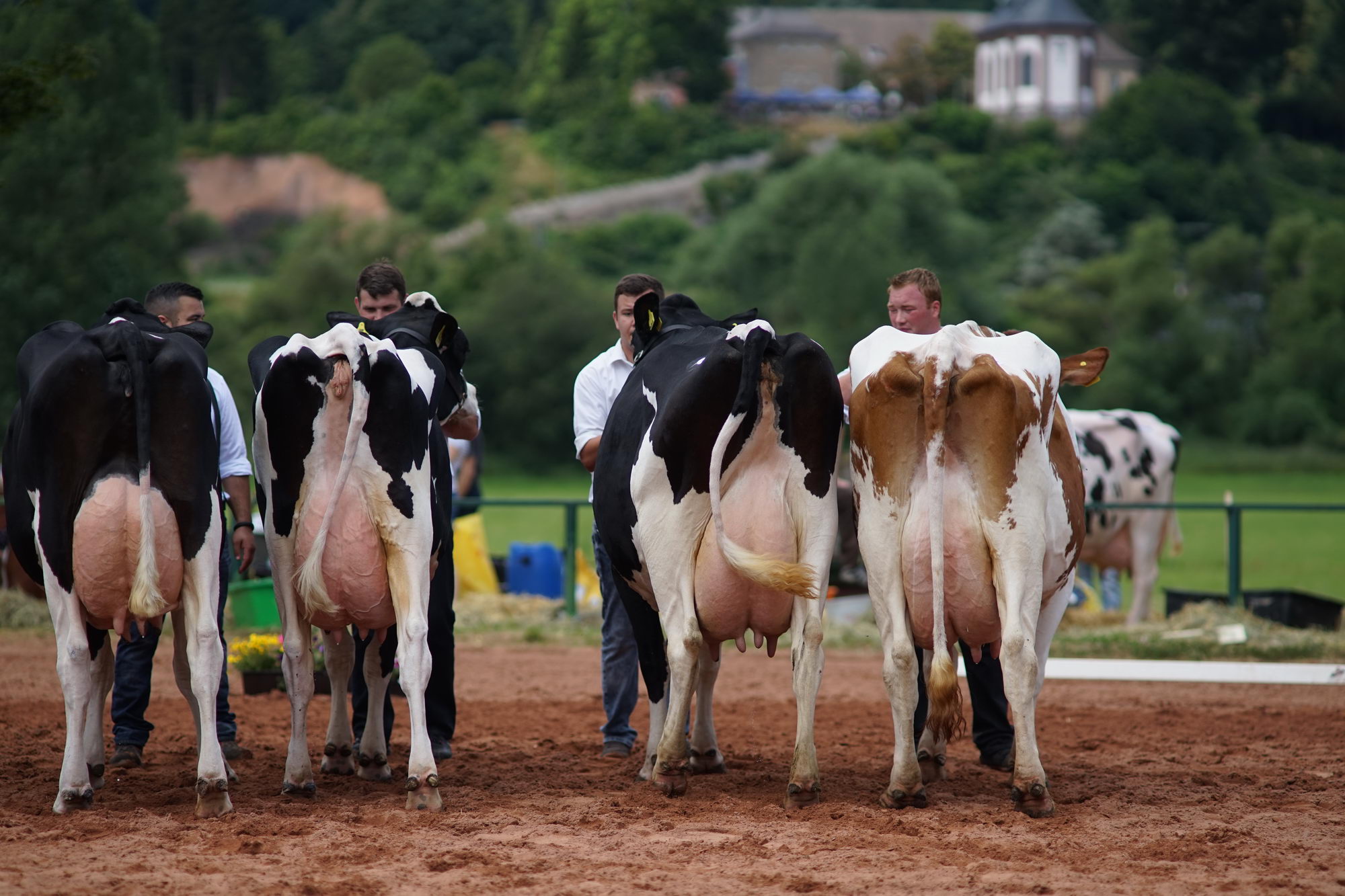 2016 07 17 webenheim kuehe 207