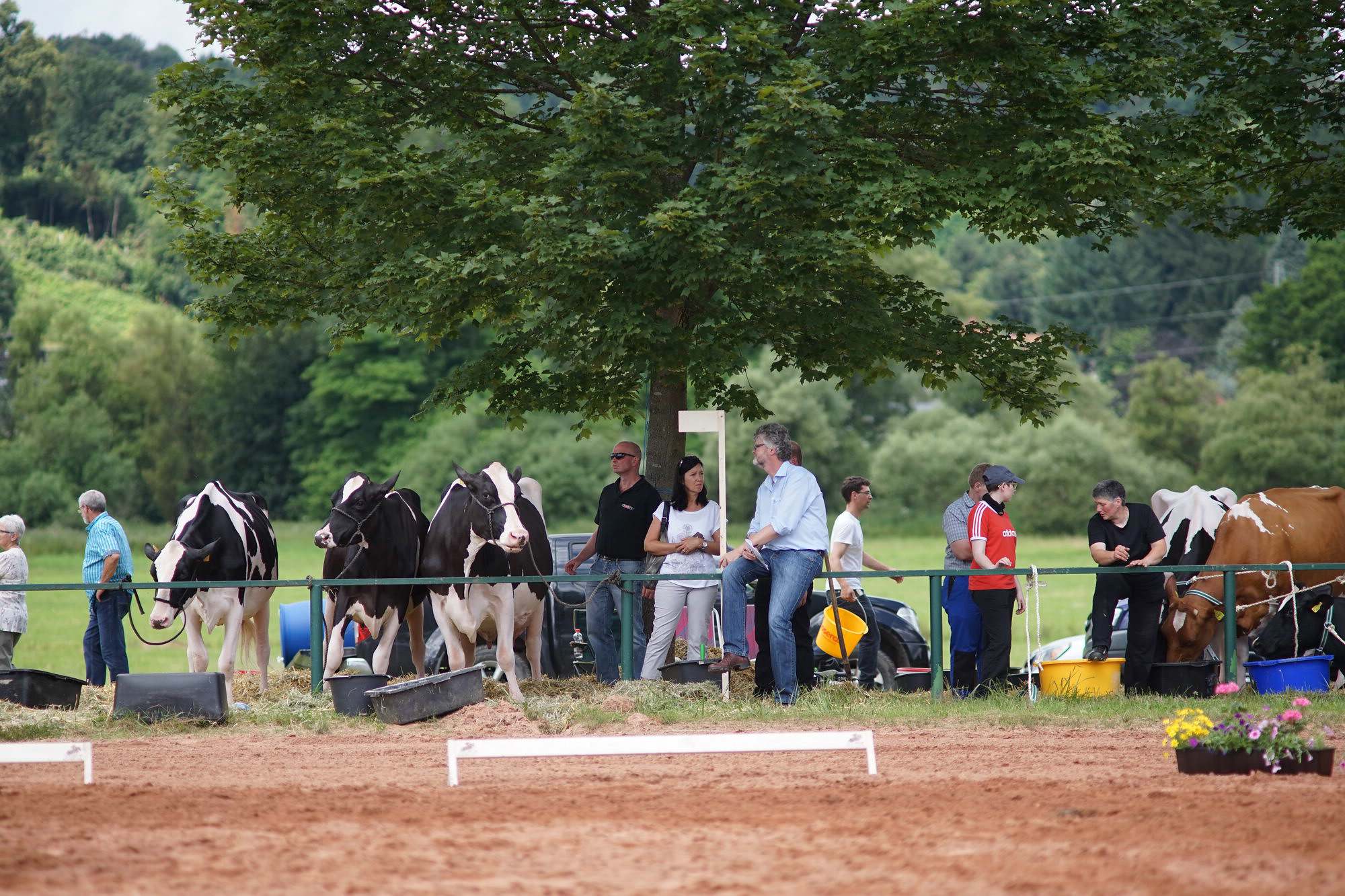 2016 07 17 webenheim kuehe 208