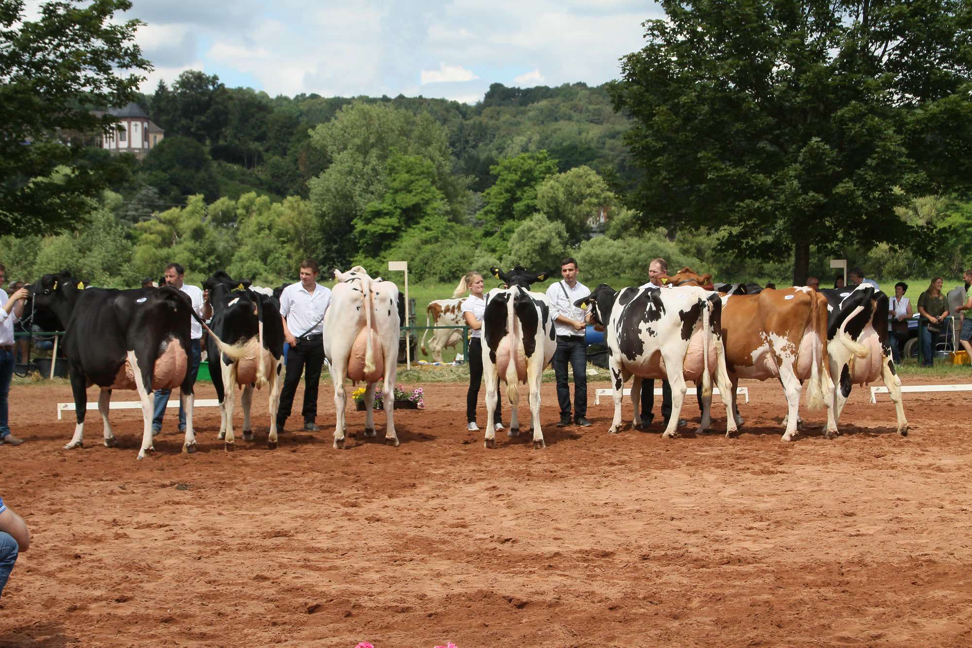 2016 07 17 webenheim kuehe 209