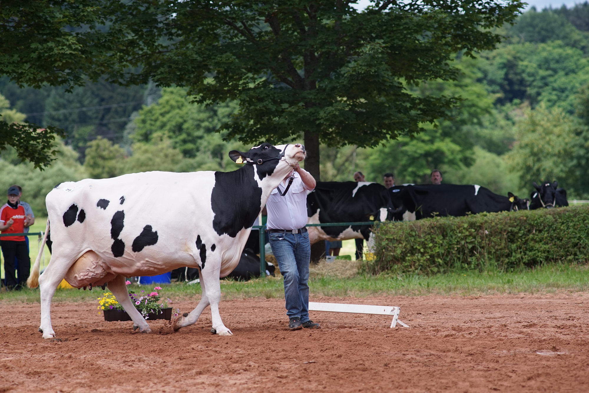 2016 07 17 webenheim kuehe 210