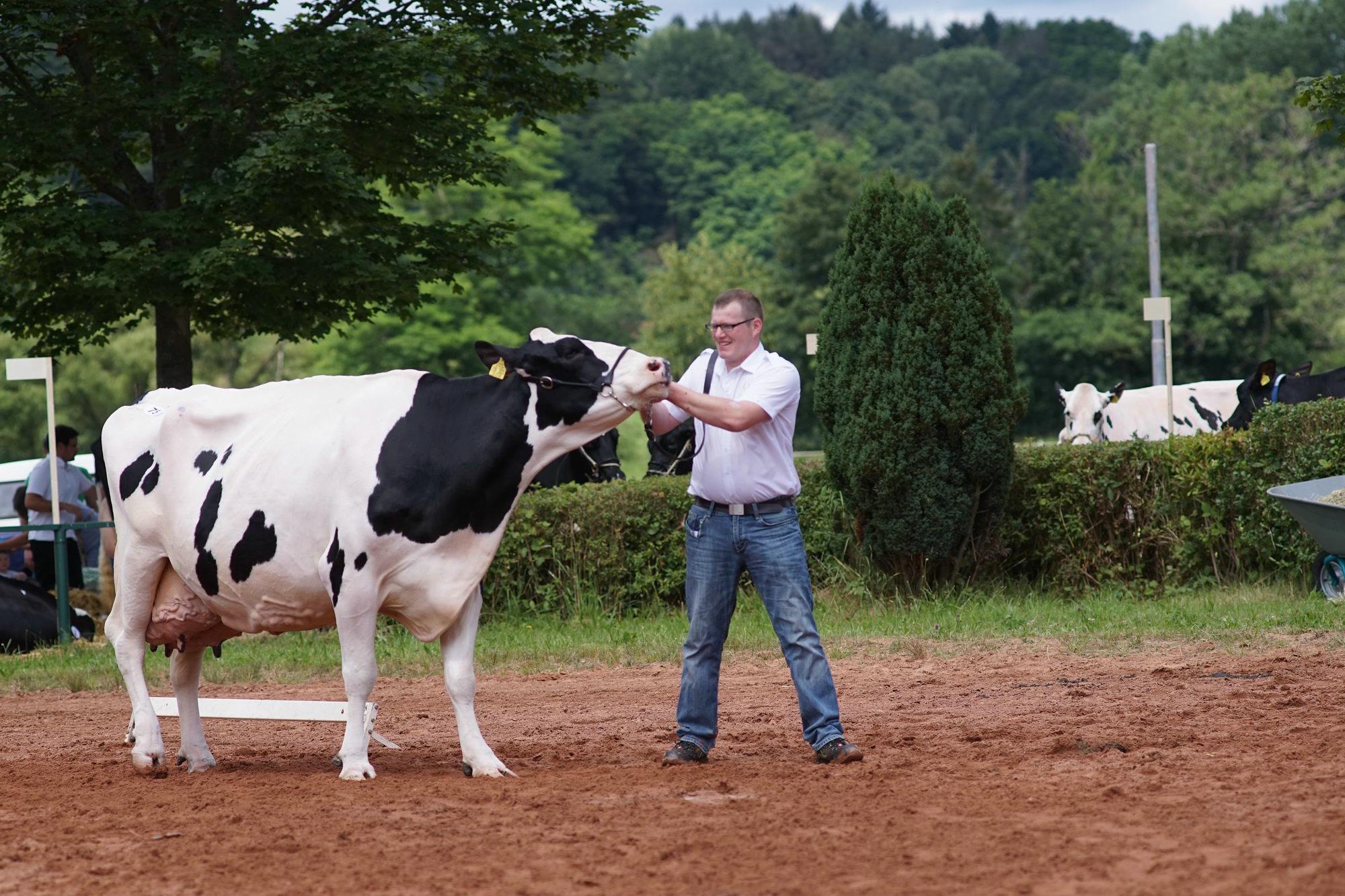 2016 07 17 webenheim kuehe 211