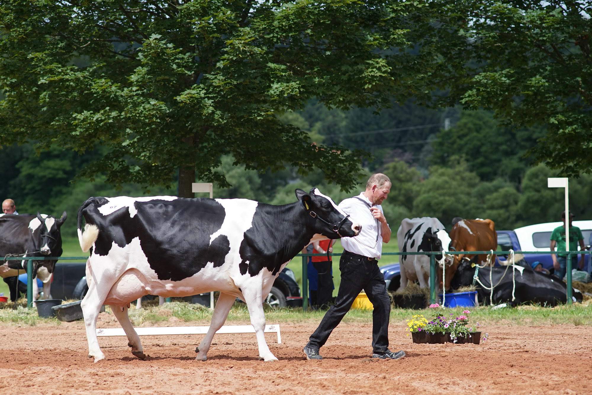 2016 07 17 webenheim kuehe 212