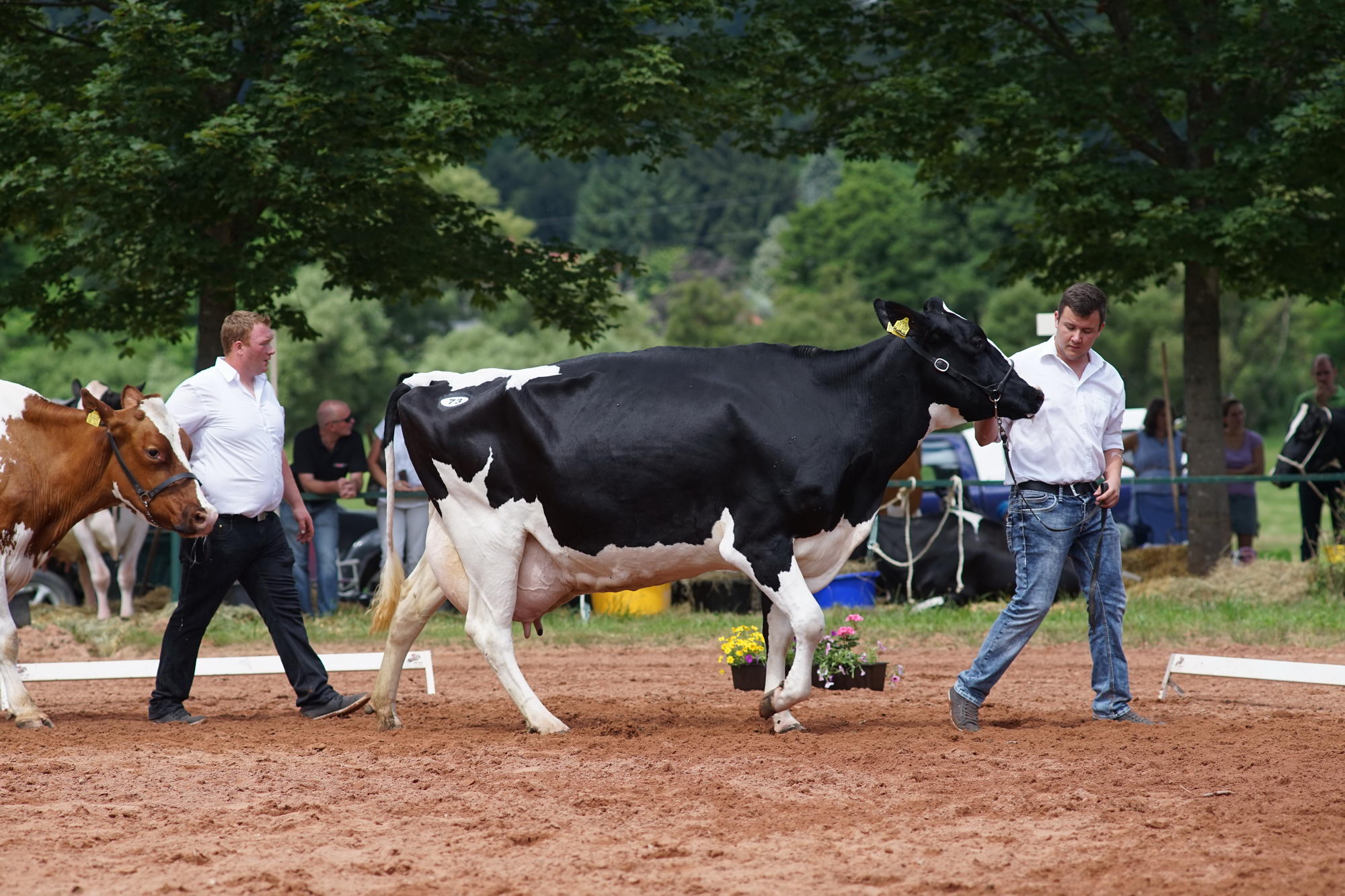 2016 07 17 webenheim kuehe 213