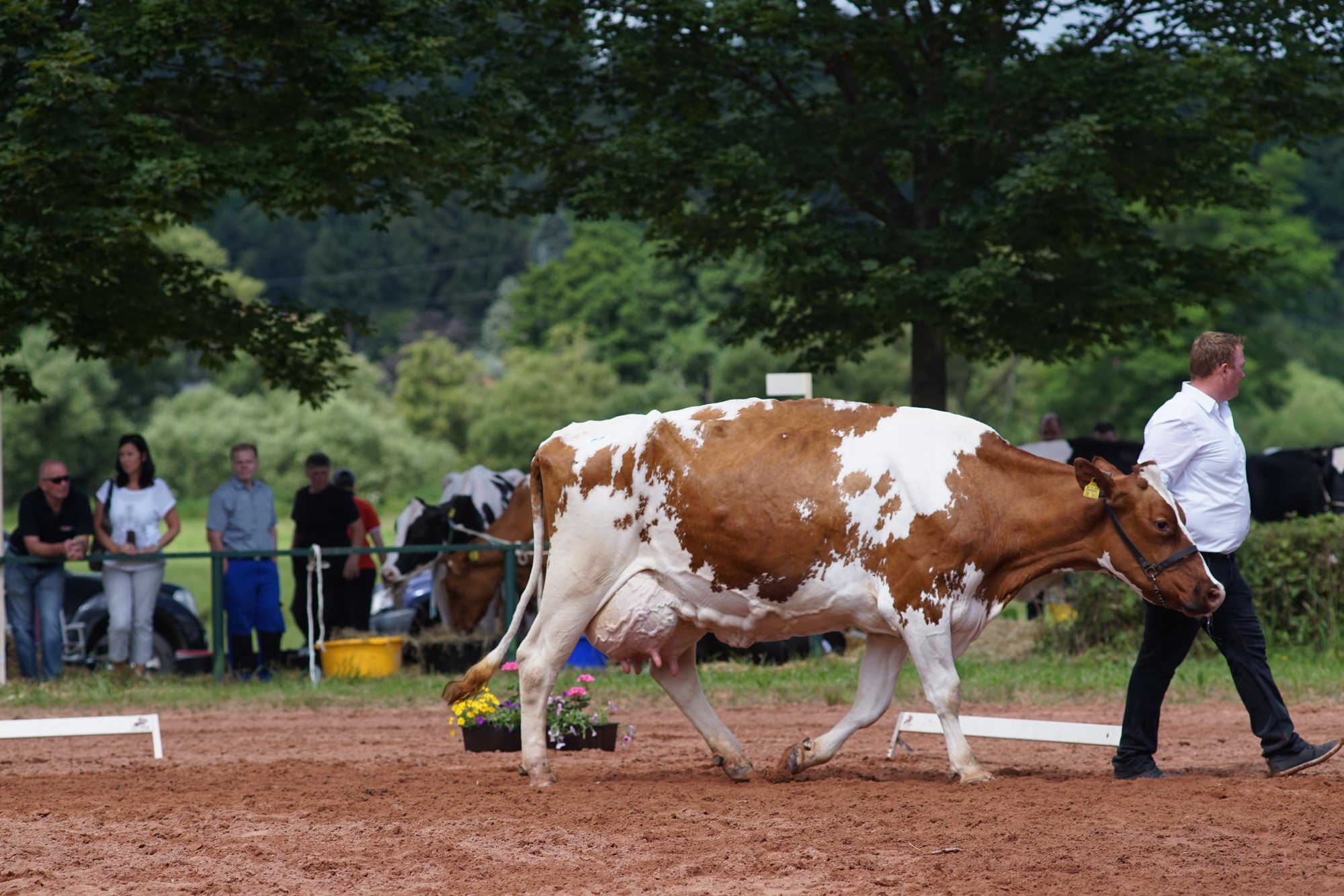 2016 07 17 webenheim kuehe 214