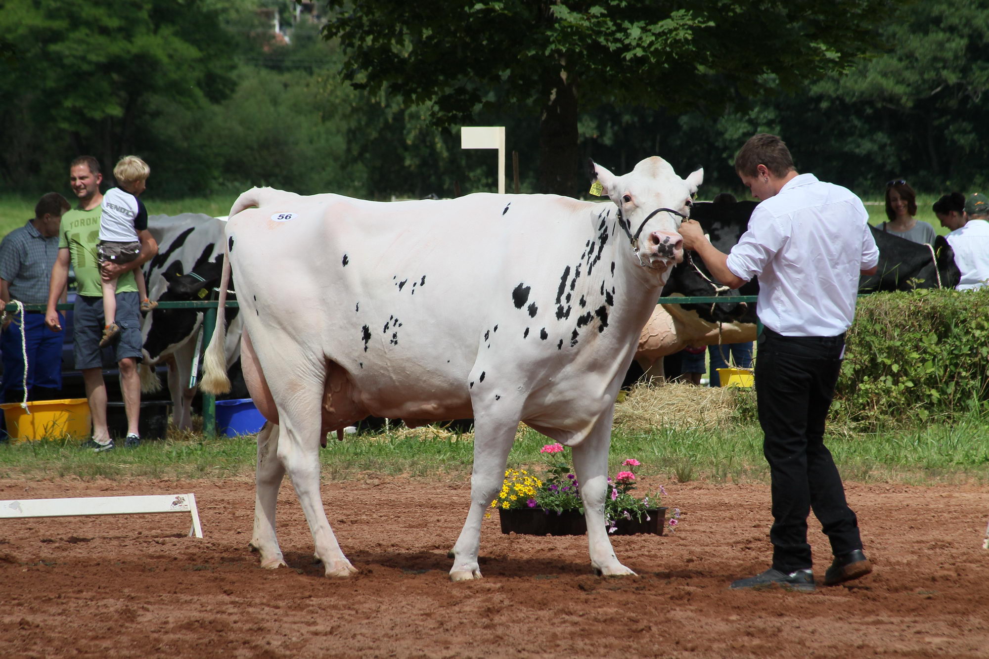 2016 07 17 webenheim kuehe 215