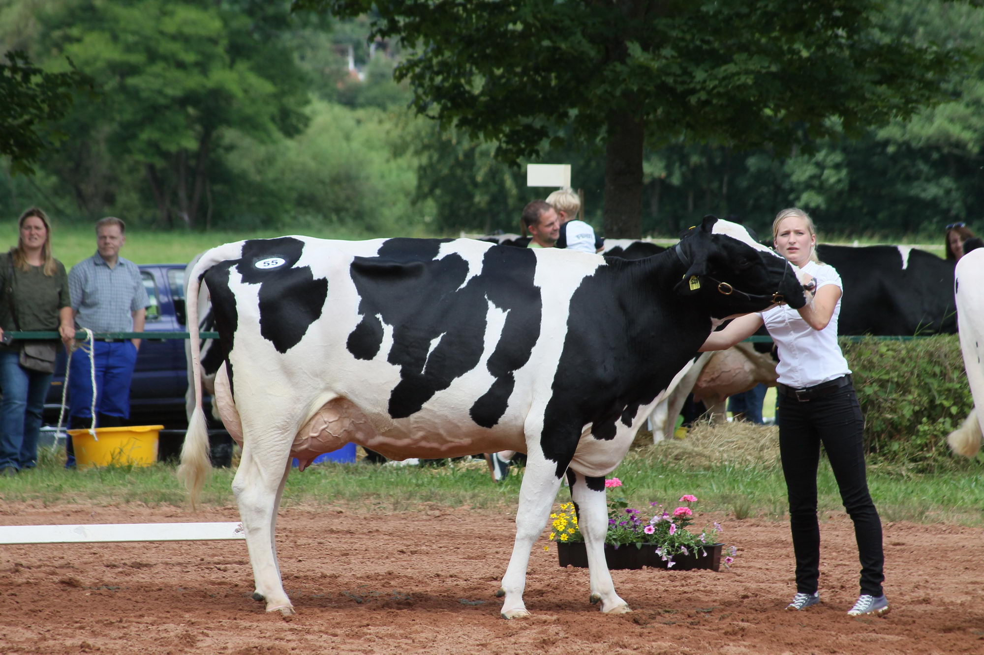 2016 07 17 webenheim kuehe 216