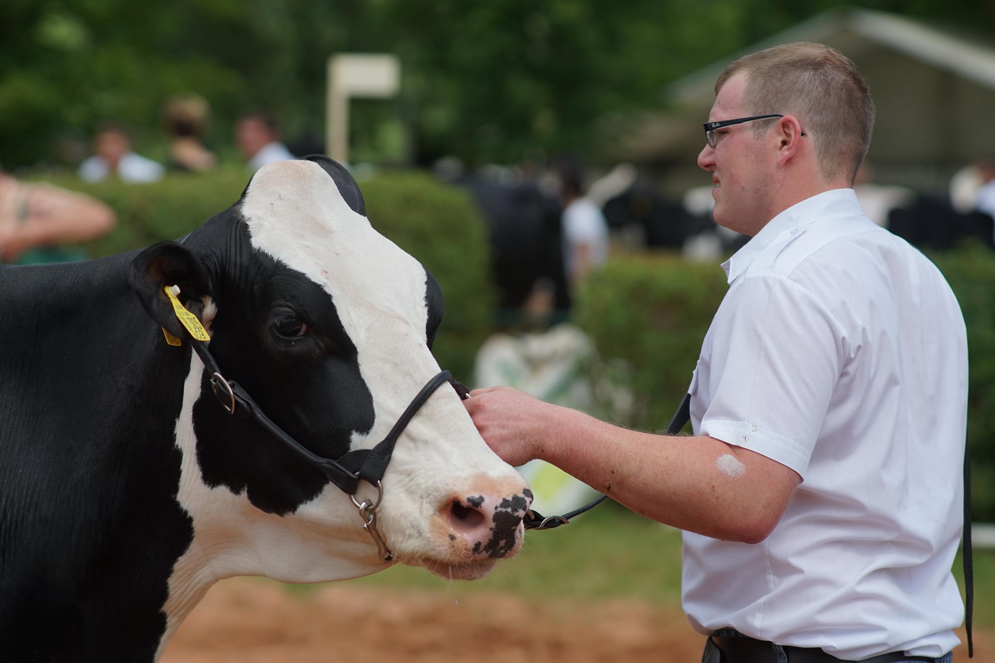2016 07 17 webenheim kuehe 217