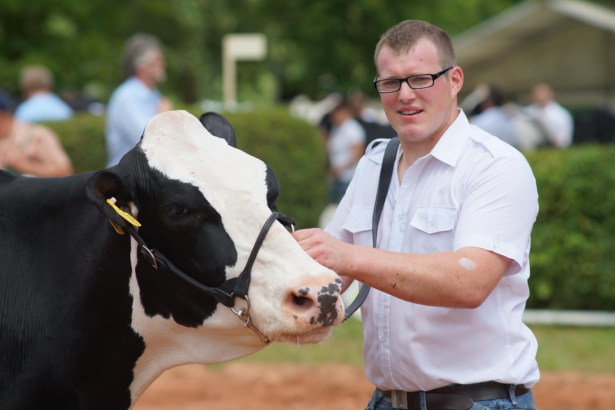 2016 07 17 webenheim kuehe 218