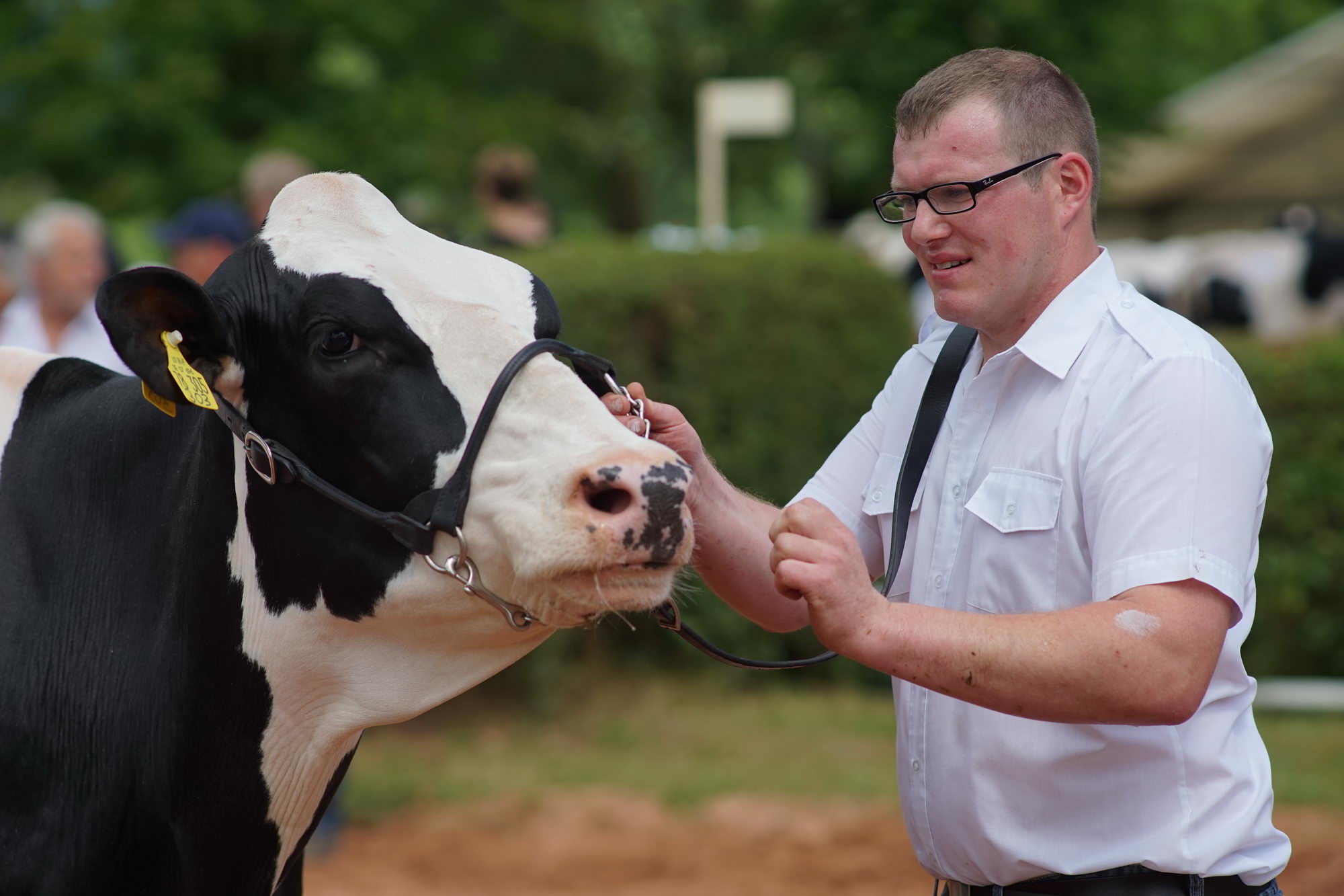 2016 07 17 webenheim kuehe 219