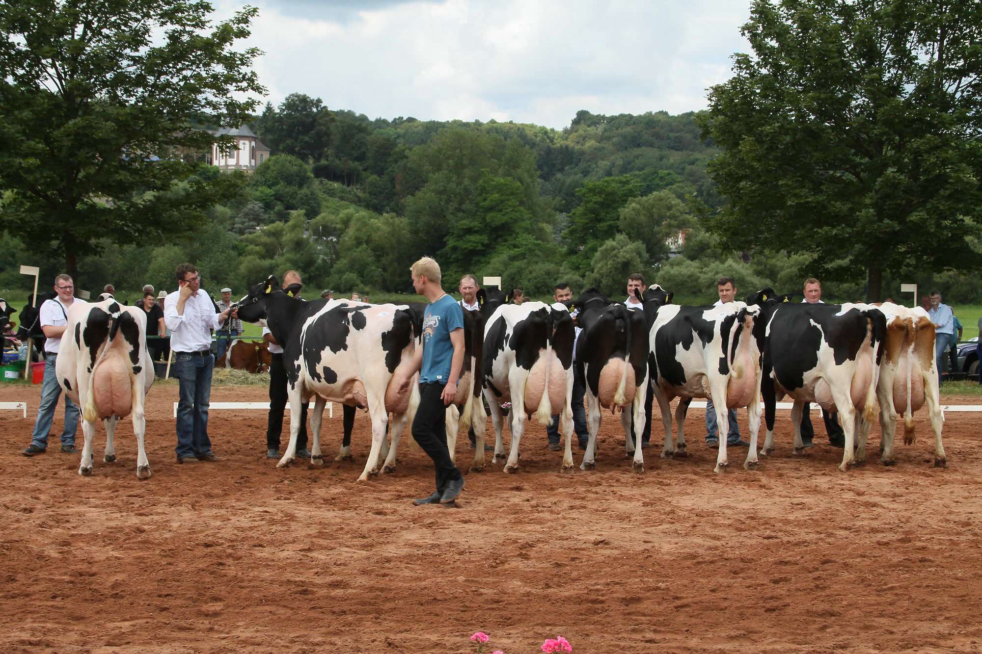 2016 07 17 webenheim kuehe 221