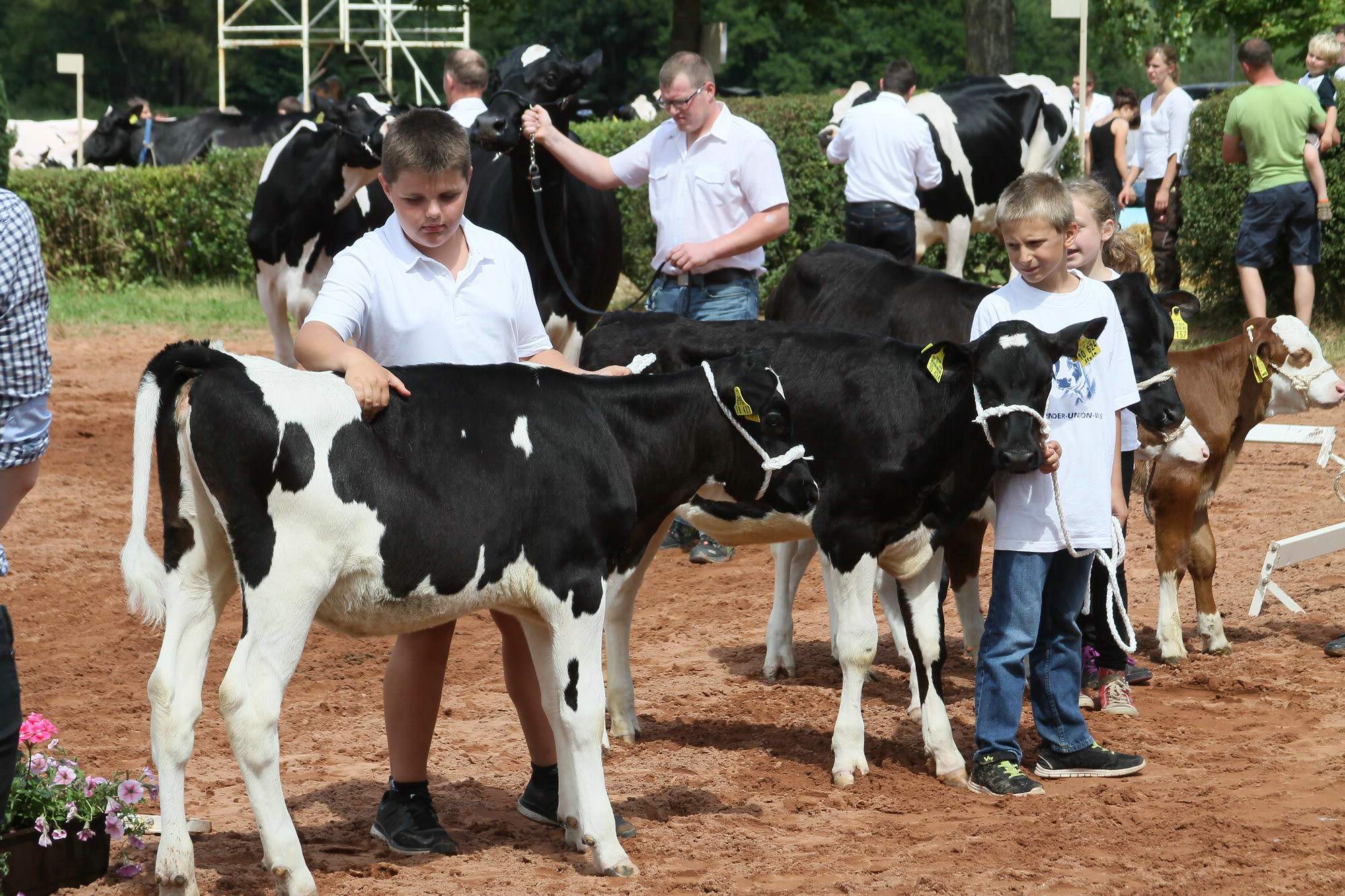 2016 07 17 webenheim kuehe 222