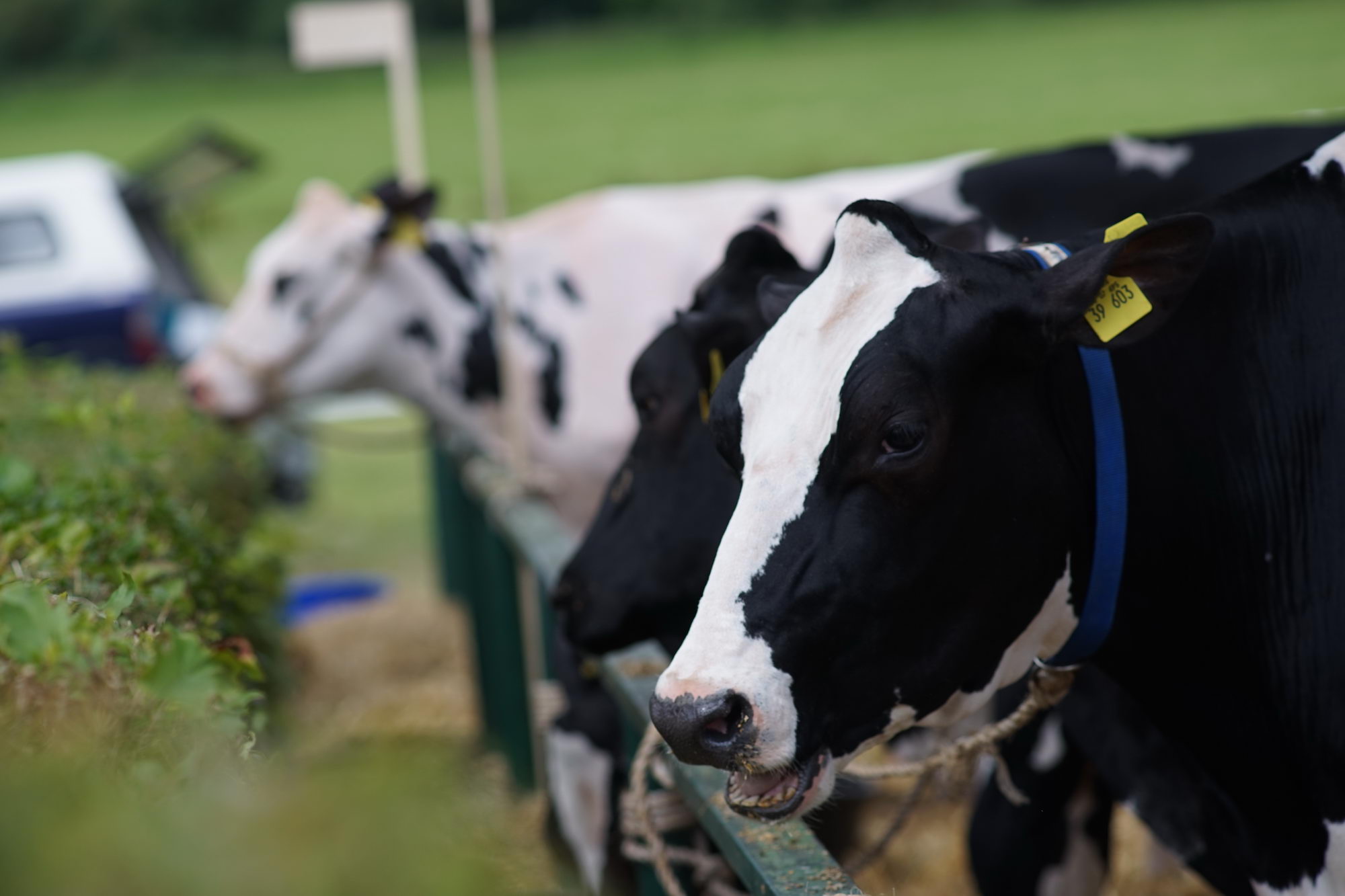 2016 07 17 webenheim kuehe 223