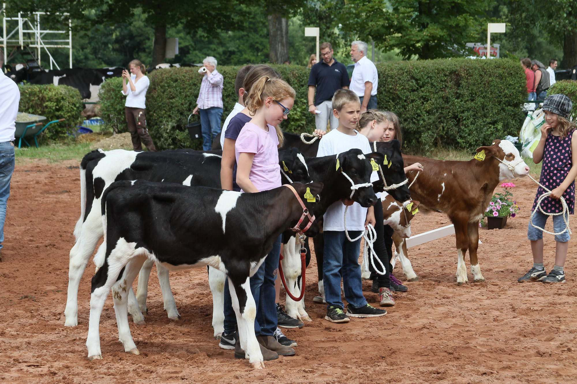 2016 07 17 webenheim kuehe 224