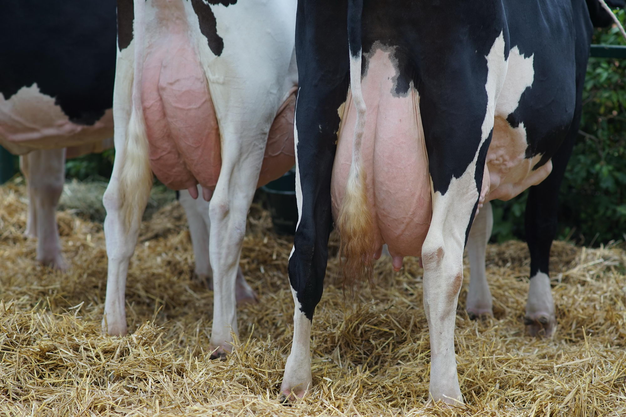 2016 07 17 webenheim kuehe 225