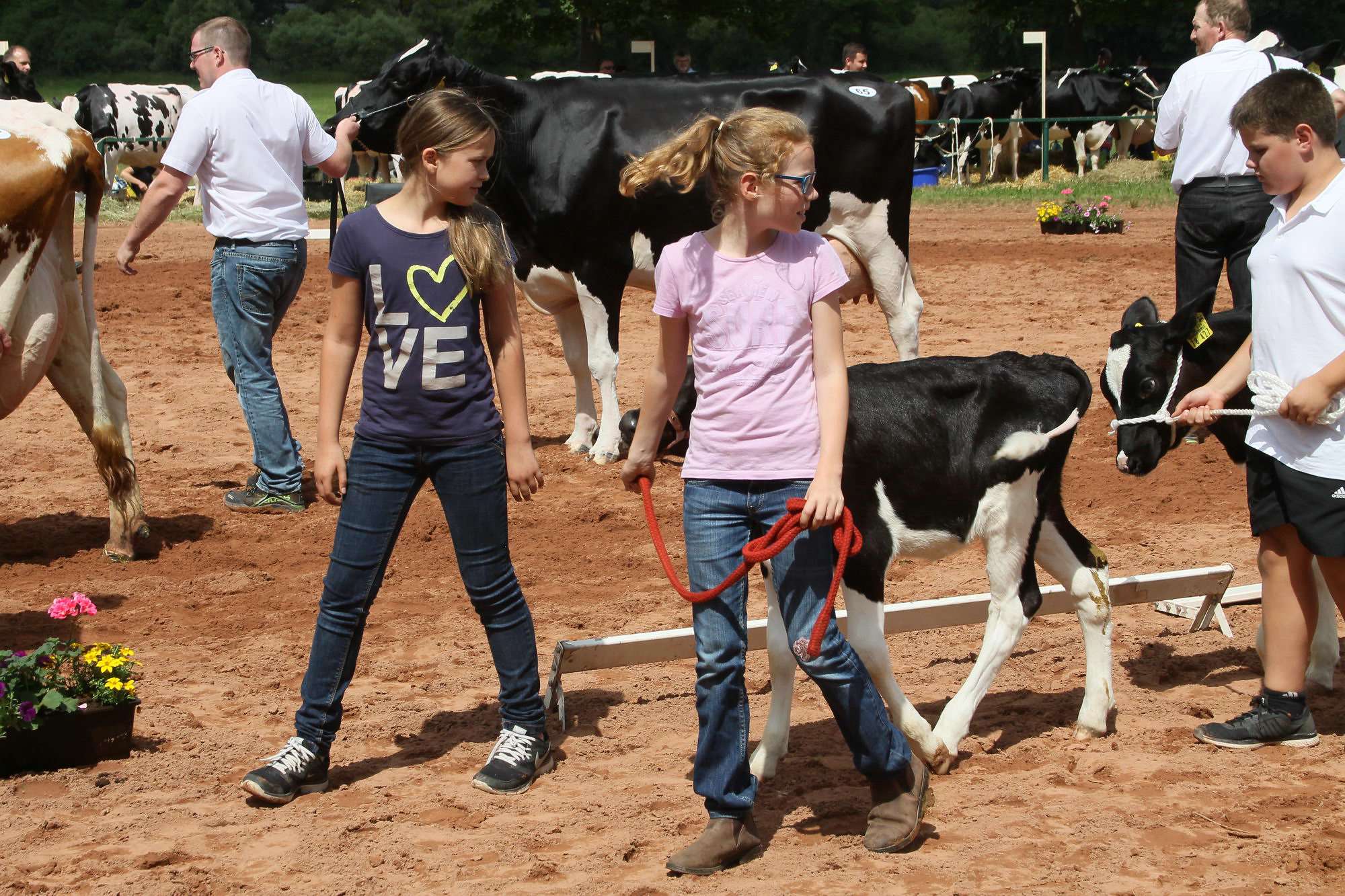 2016 07 17 webenheim kuehe 226