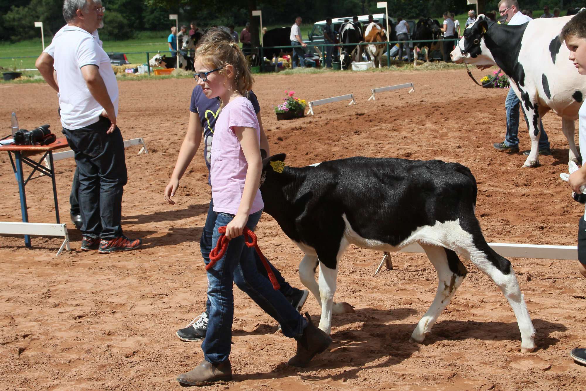 2016 07 17 webenheim kuehe 227