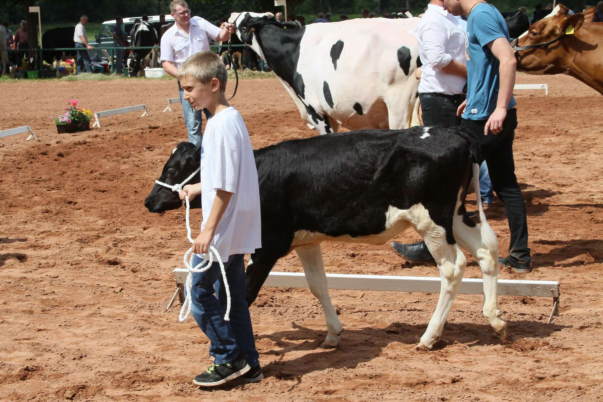 2016 07 17 webenheim kuehe 228