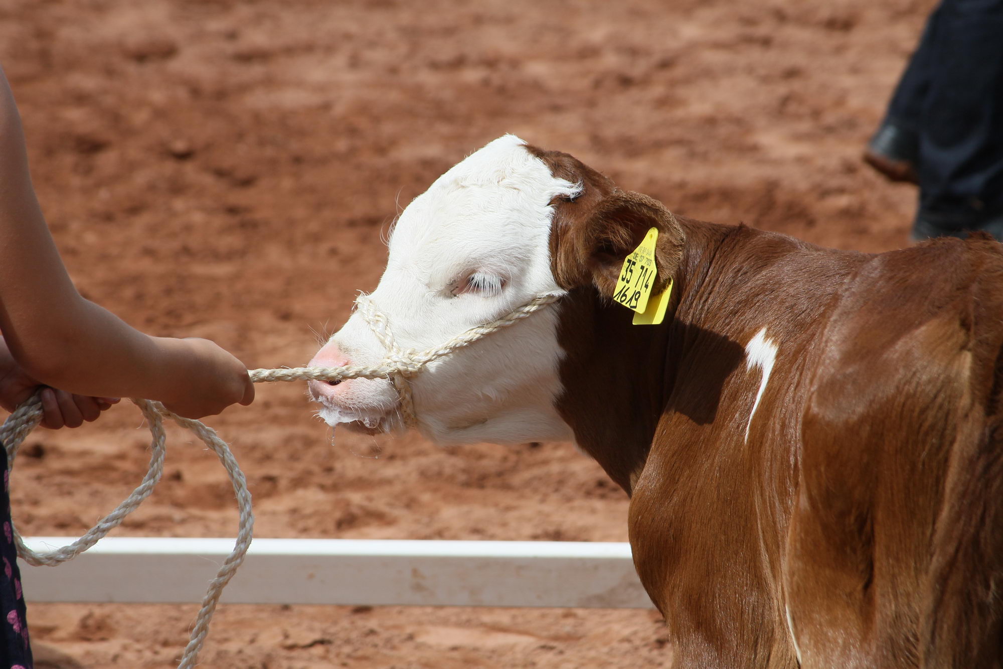 2016 07 17 webenheim kuehe 229