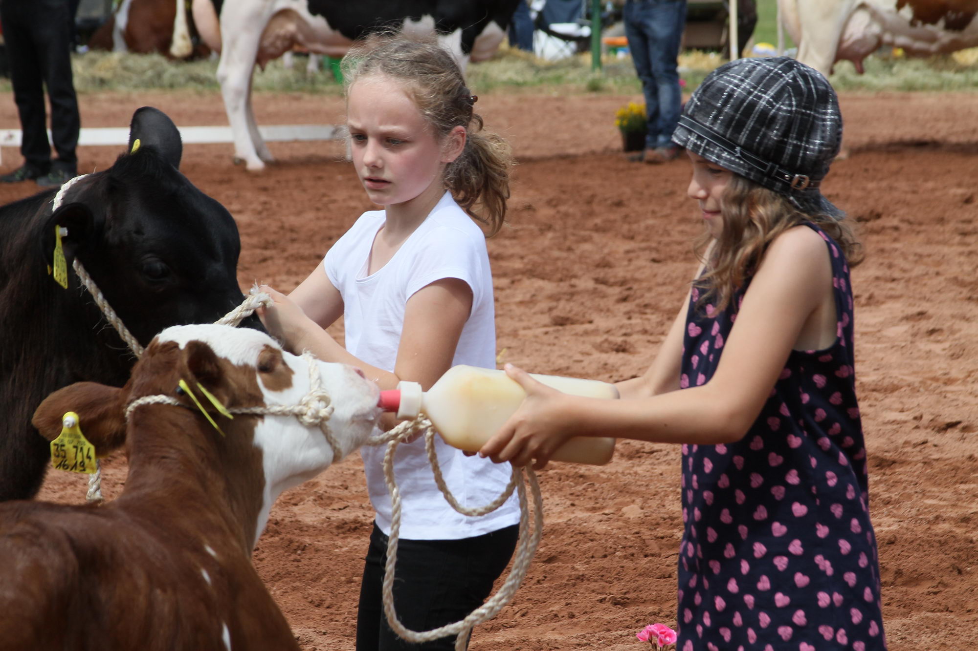 2016 07 17 webenheim kuehe 230