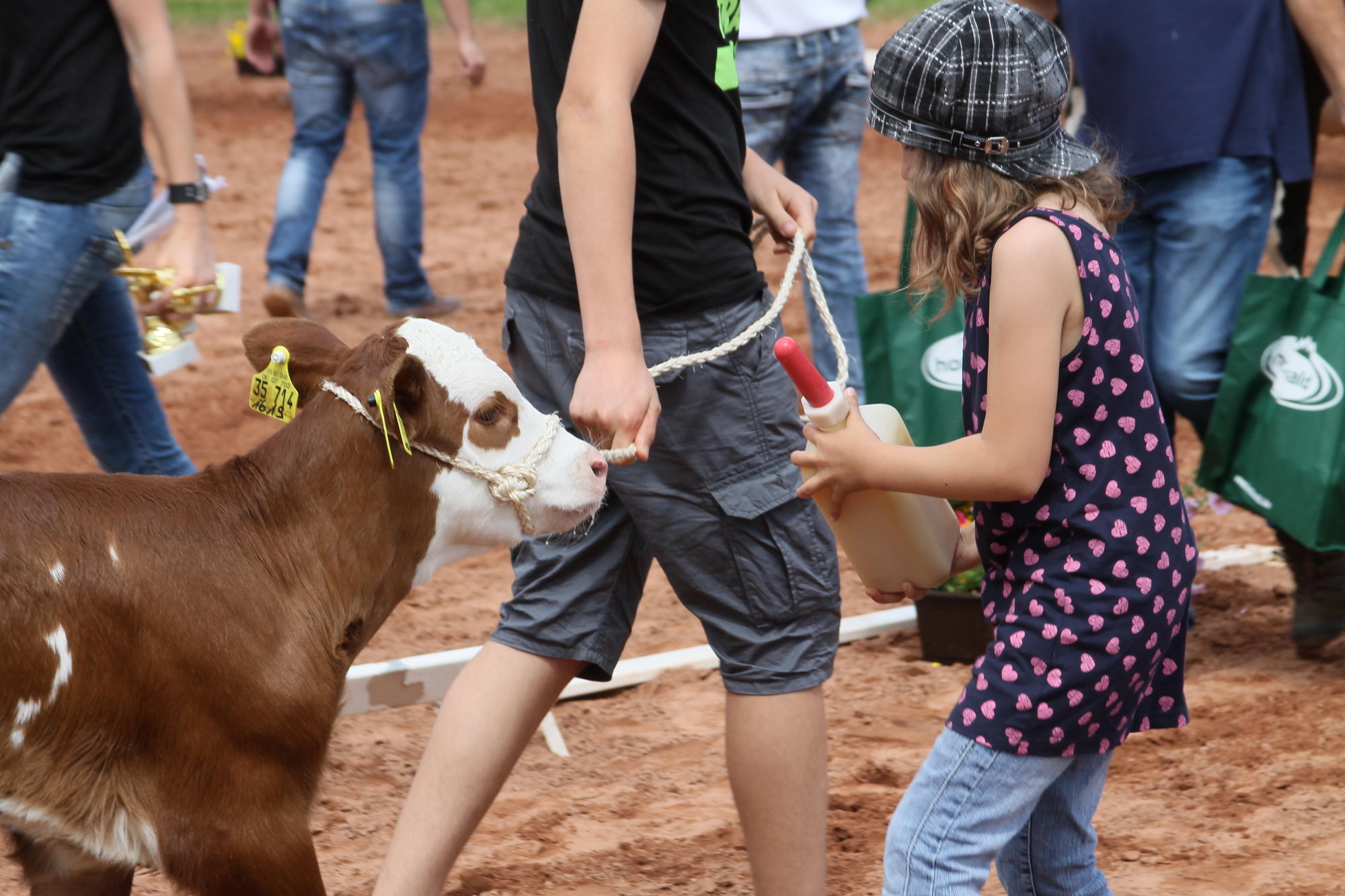 2016 07 17 webenheim kuehe 231