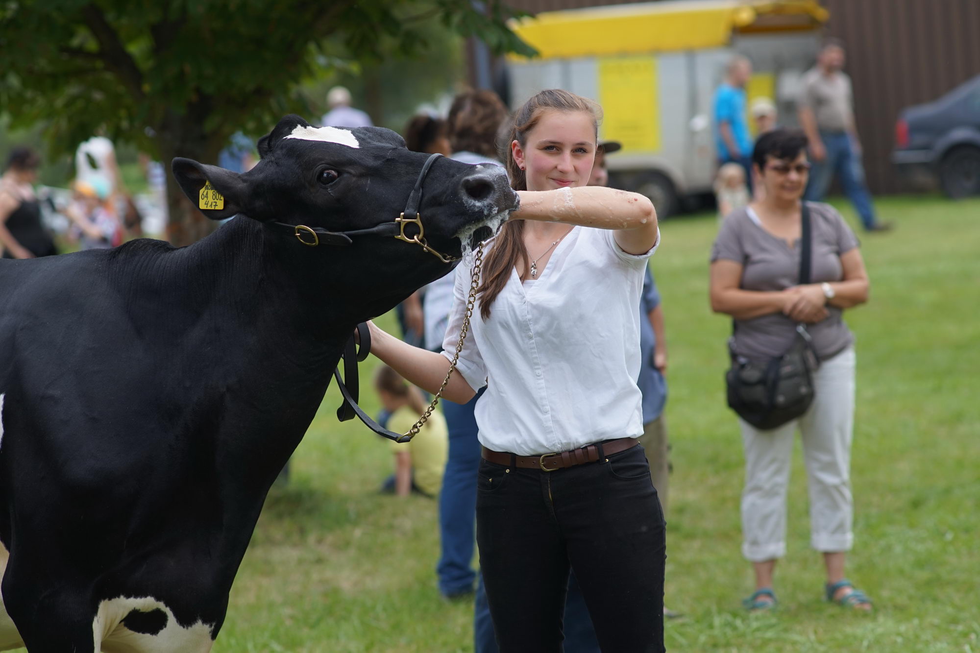 2016 07 17 webenheim kuehe 232