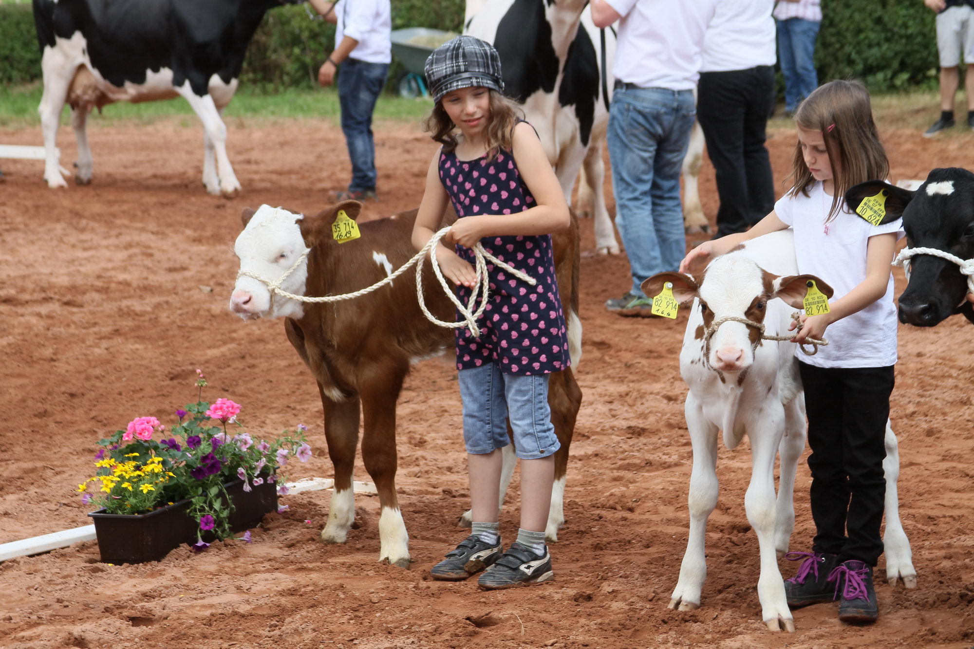 2016 07 17 webenheim kuehe 233