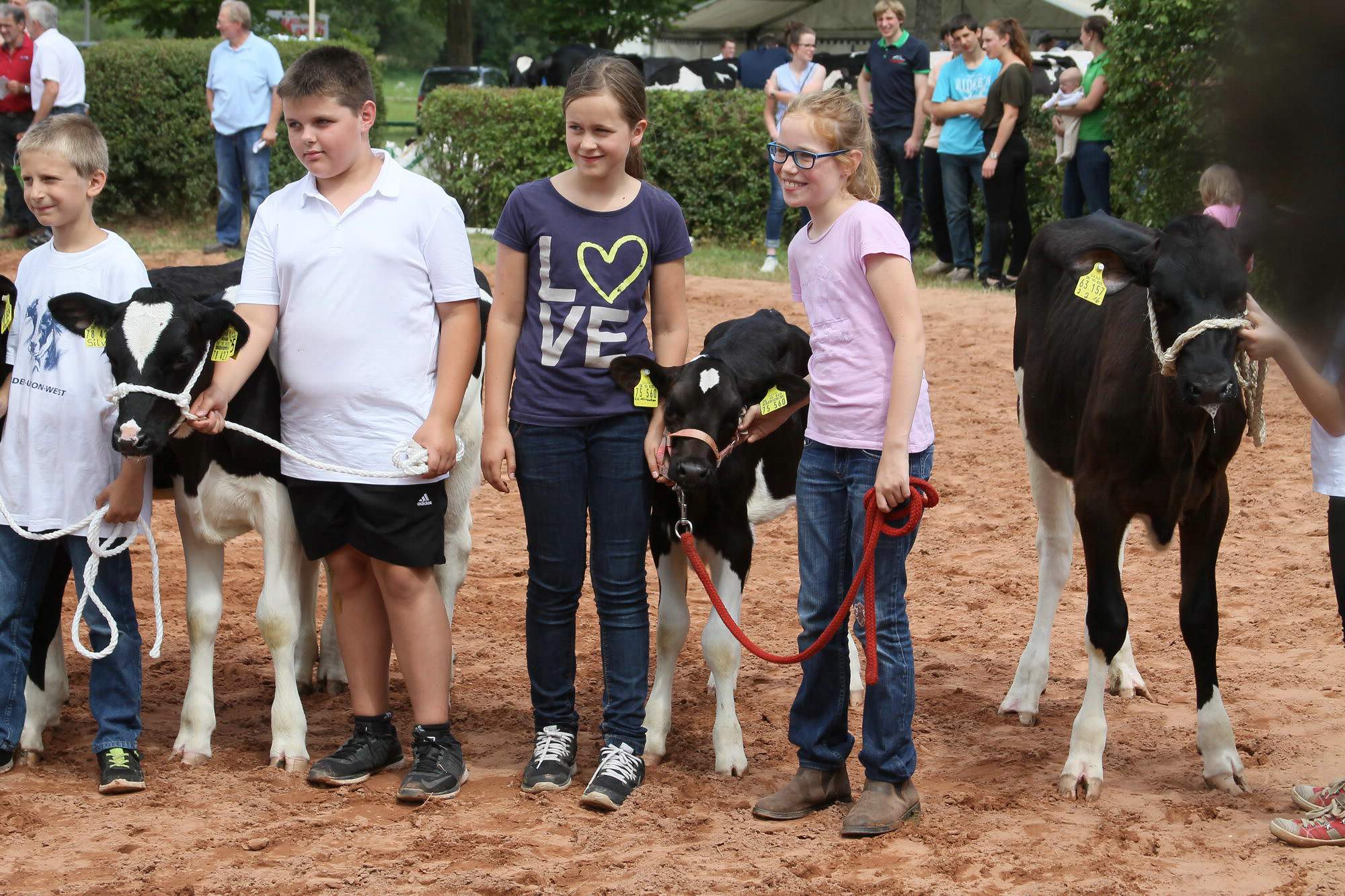 2016 07 17 webenheim kuehe 234