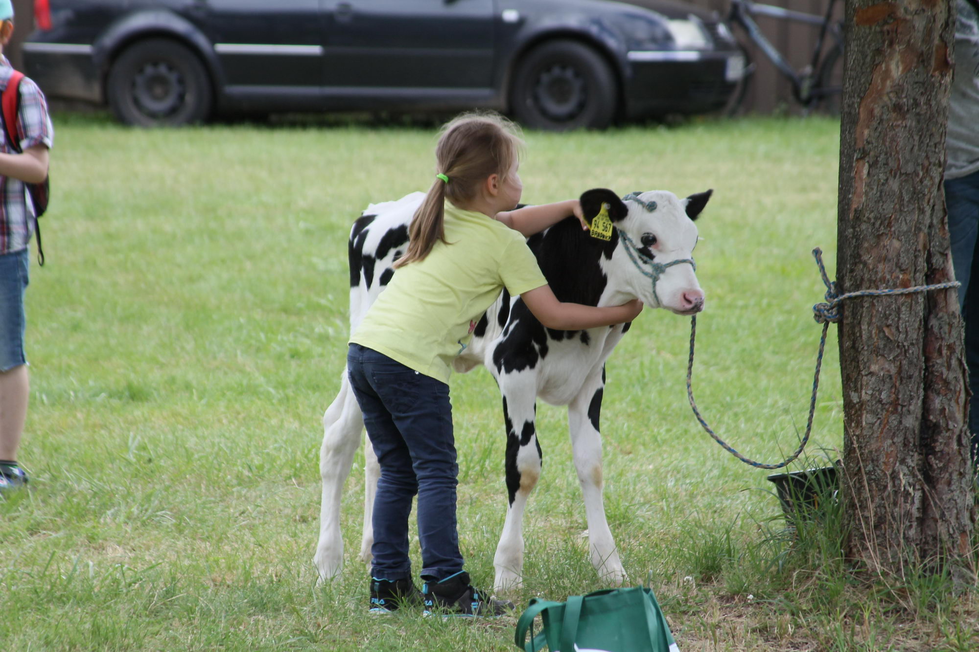 2016 07 17 webenheim kuehe 236