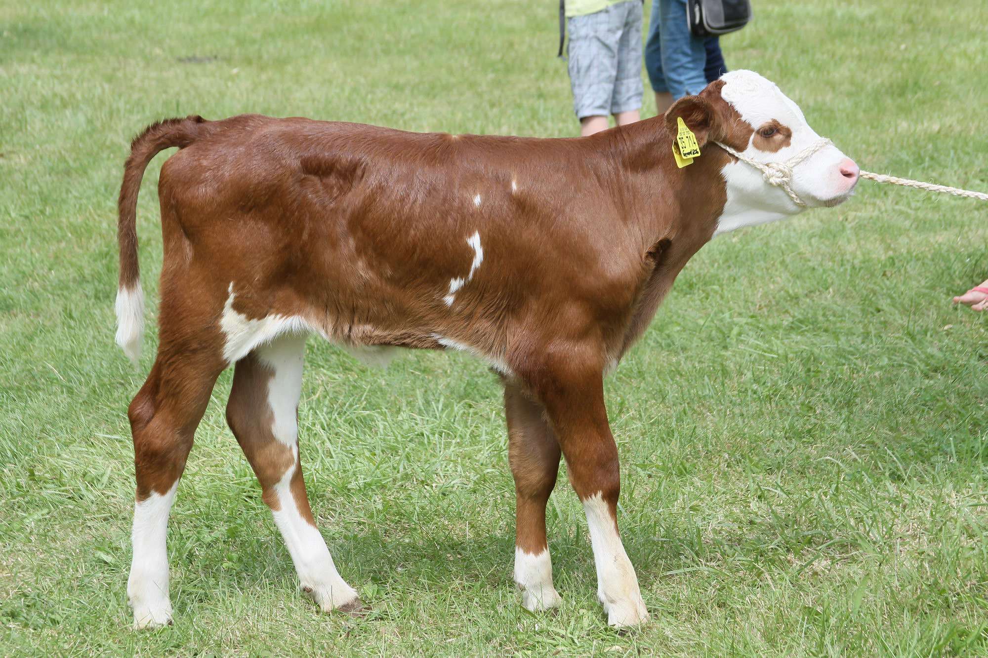 2016 07 17 webenheim kuehe 237