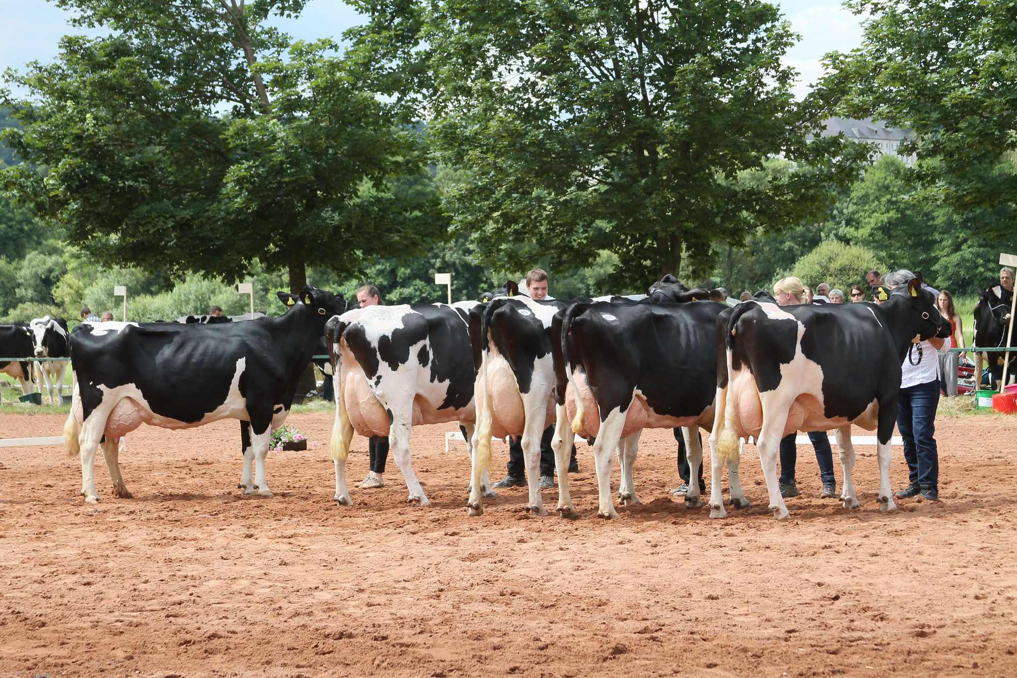 2016 07 17 webenheim kuehe 238