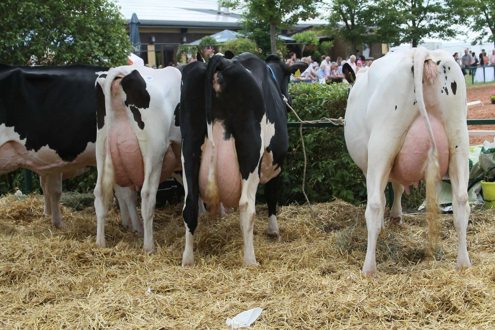 2016 07 17 webenheim kuehe 239