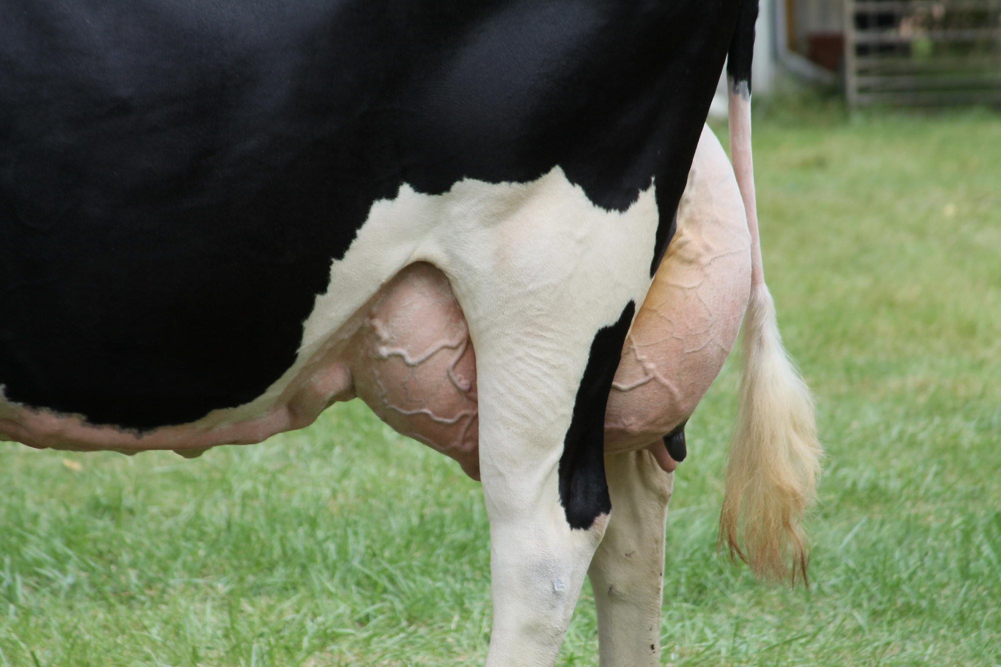 2016 07 17 webenheim kuehe 240