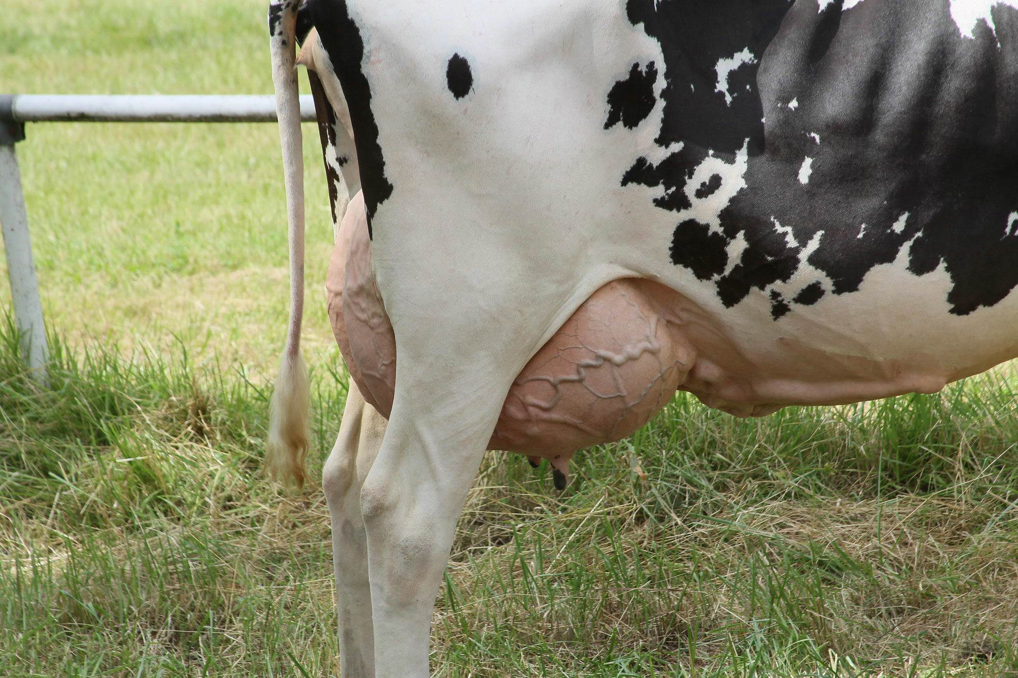 2016 07 17 webenheim kuehe 241